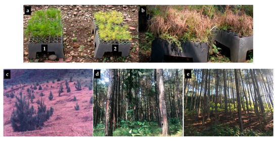 Forests Free Full Text Reforestation And Sustainable Management Of Pinus Merkusii Forest Plantation In Indonesia A Review Html Forests Free Full Text Reforestation And Sustainable Management Of Pinus Merkusii Forest Plantation In Indonesia A Review Html