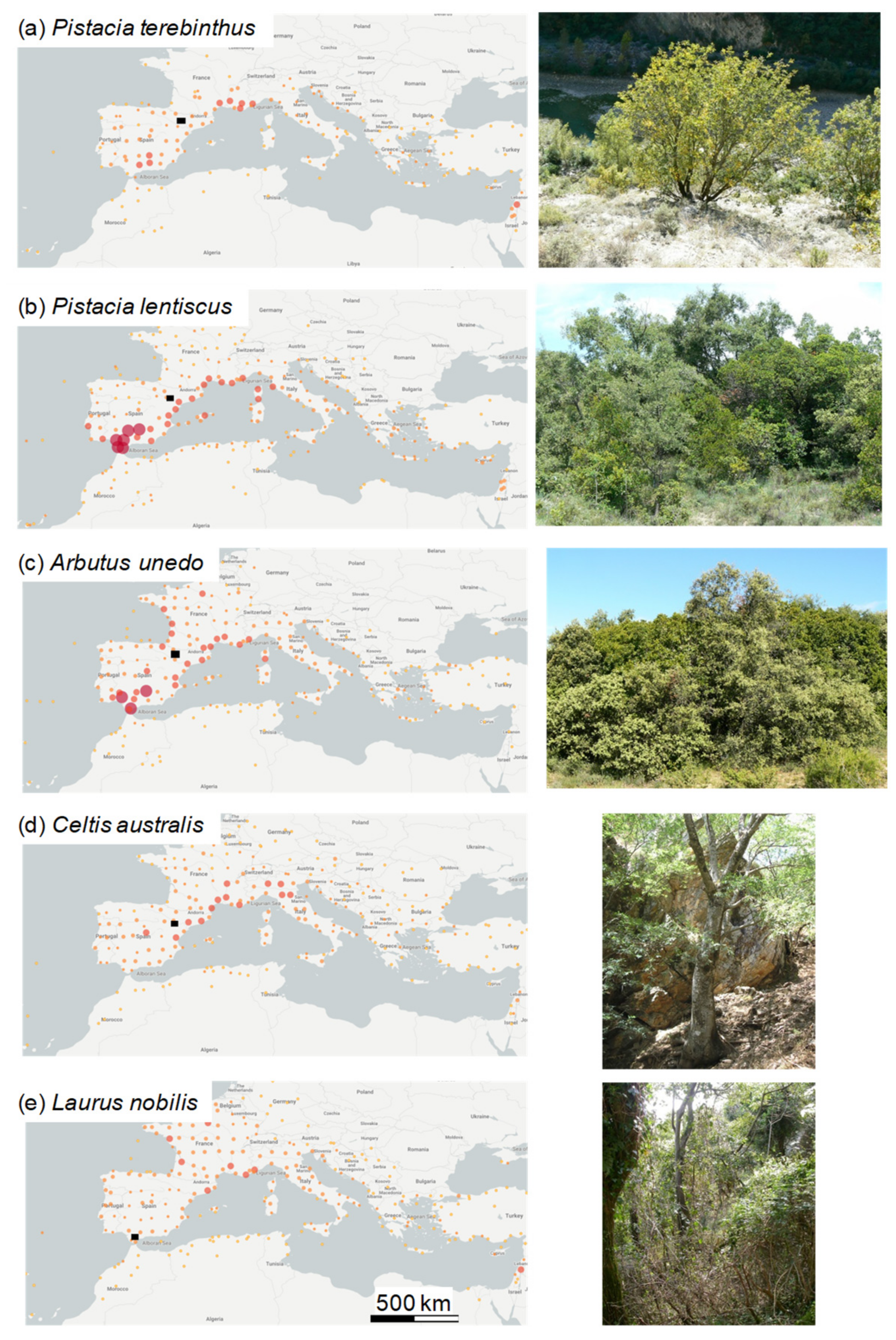 Forests 11 01250 g001 Forests 11 01250 g001