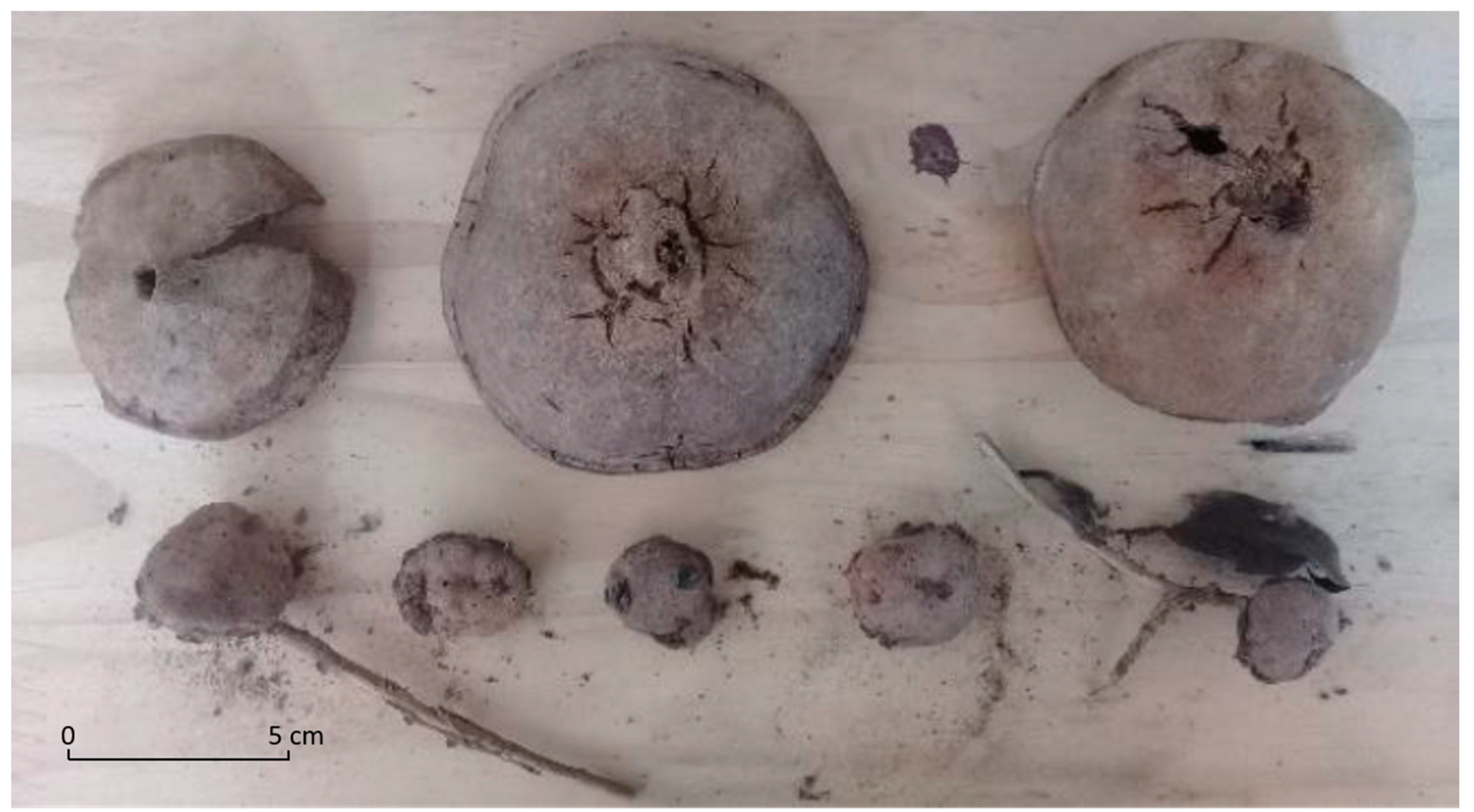 Forests 11 01251 g004 Forests 11 01251 g004