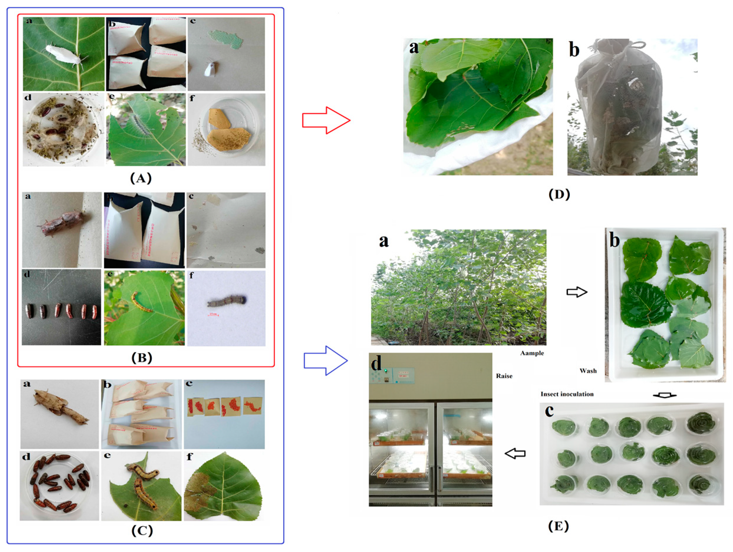 Forests 11 01255 g001