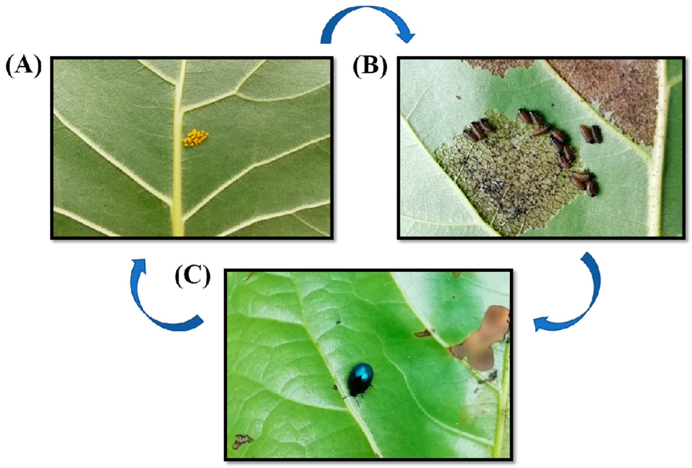 Forests 11 01255 g002