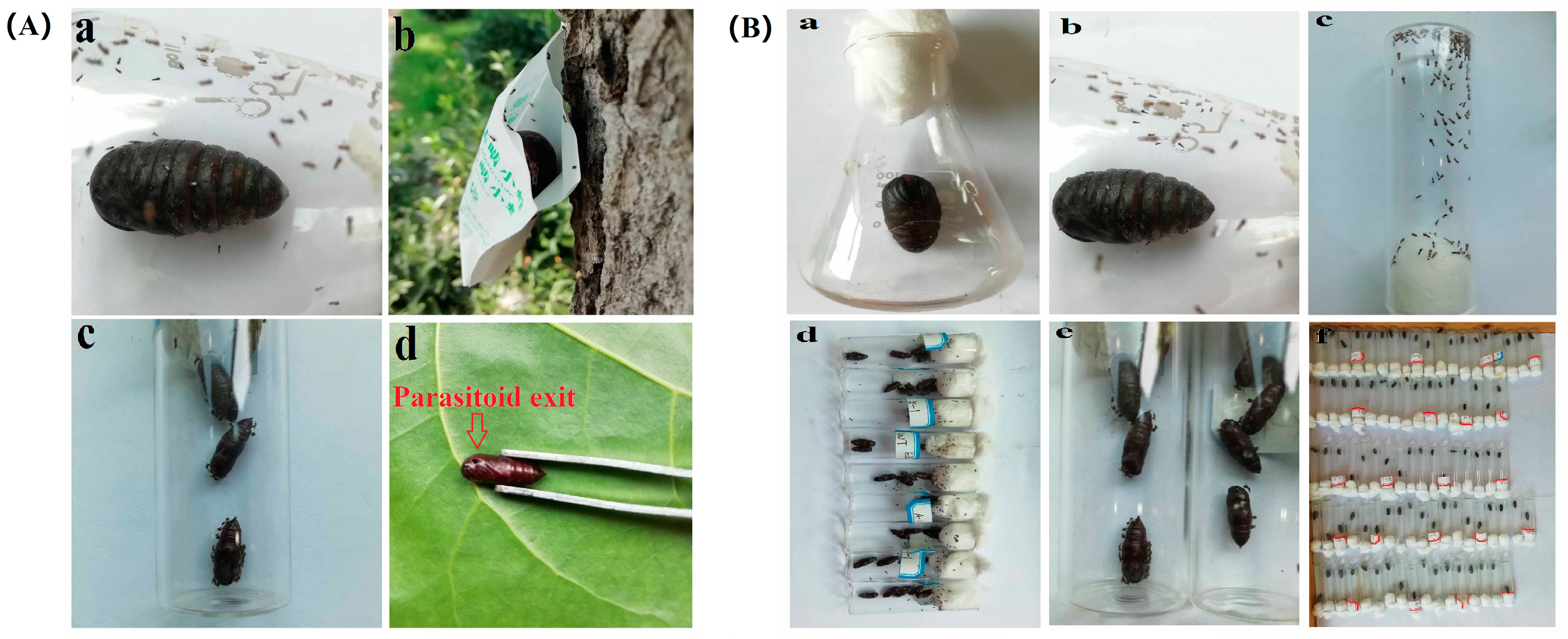 Forests 11 01255 g003