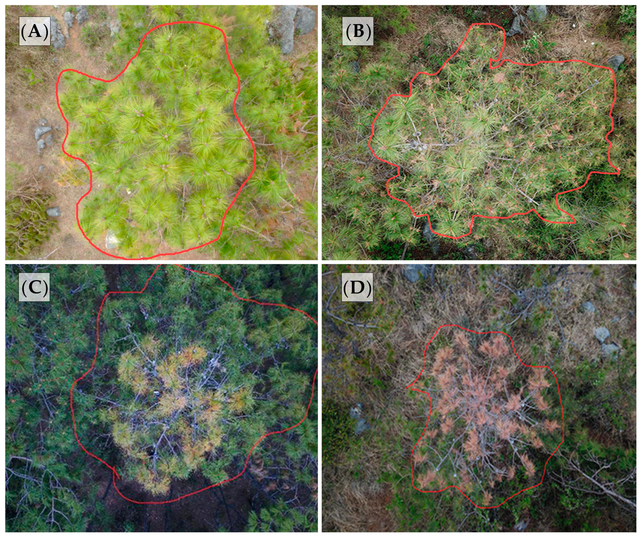 Forests 11 01258 g004