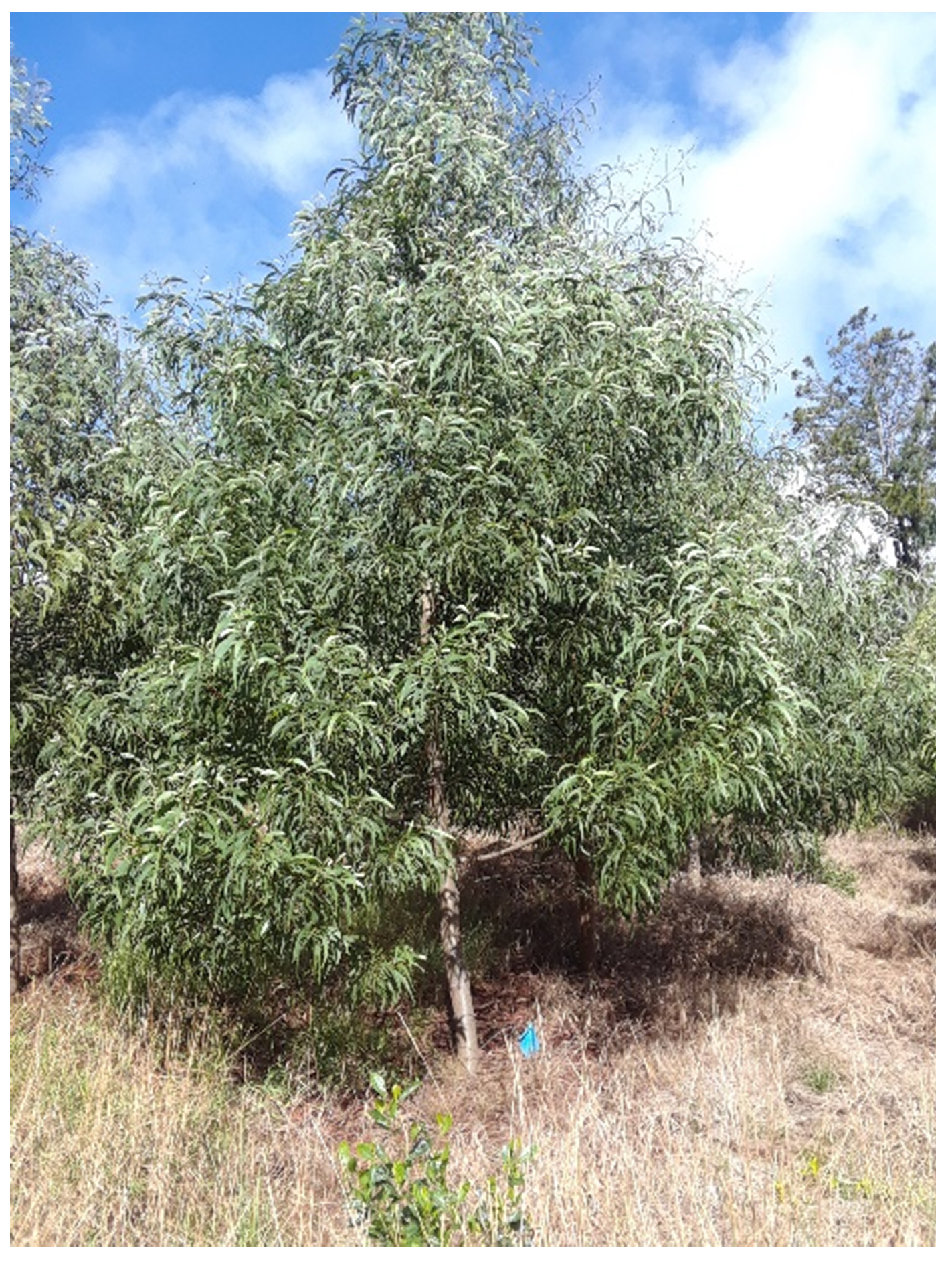 Forests 11 01276 g0a2