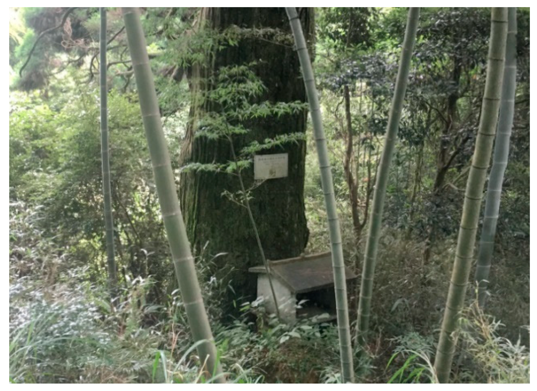 Forests 11 01286 g004