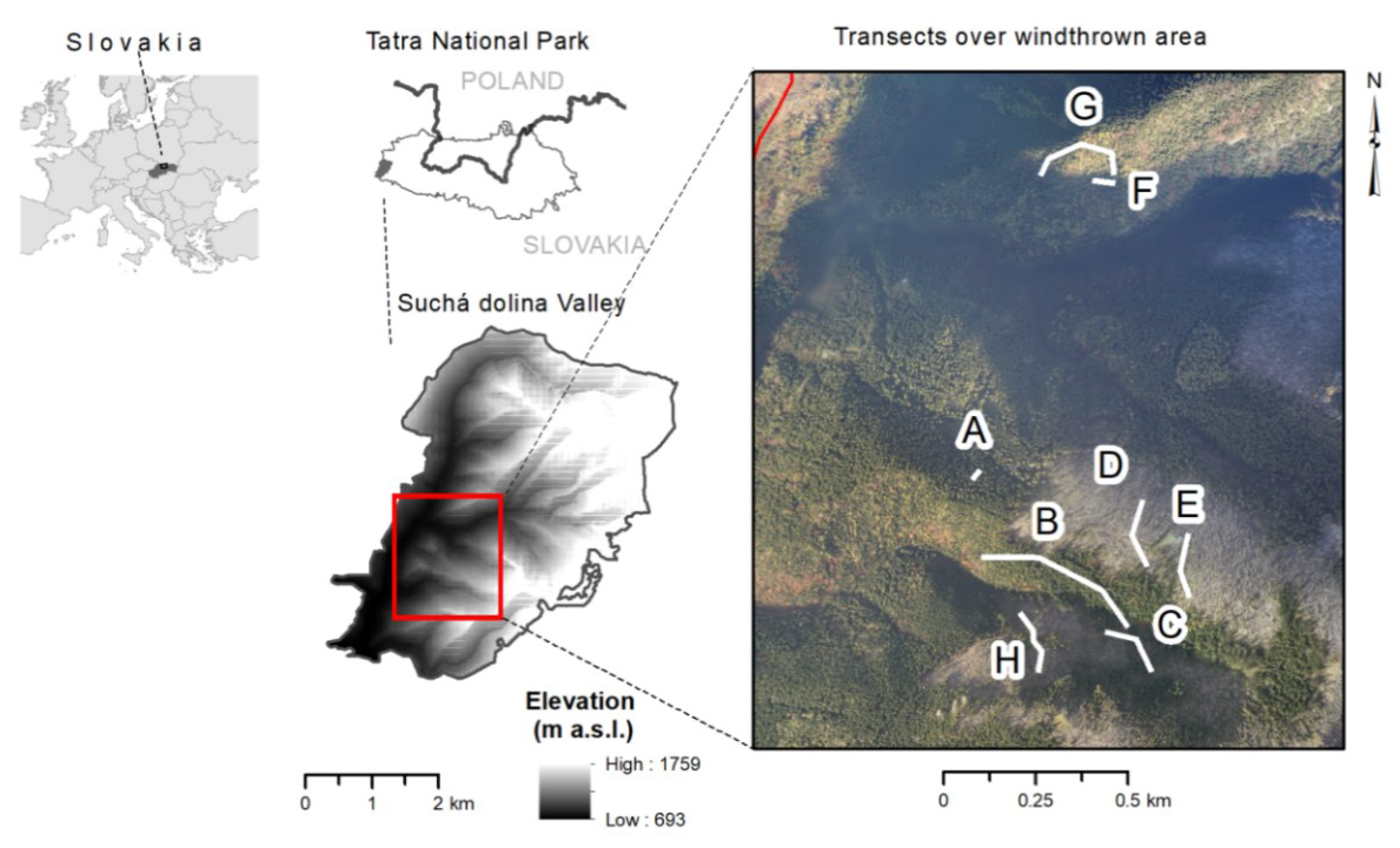 Forests Free Full Text Drivers Of Spruce Bark Beetle Ips Typographus Infestations On Downed Trees After Severe Windthrow Html Forests Free Full Text Drivers Of Spruce Bark Beetle Ips Typographus Infestations On Downed Trees After Severe Windthrow Html
