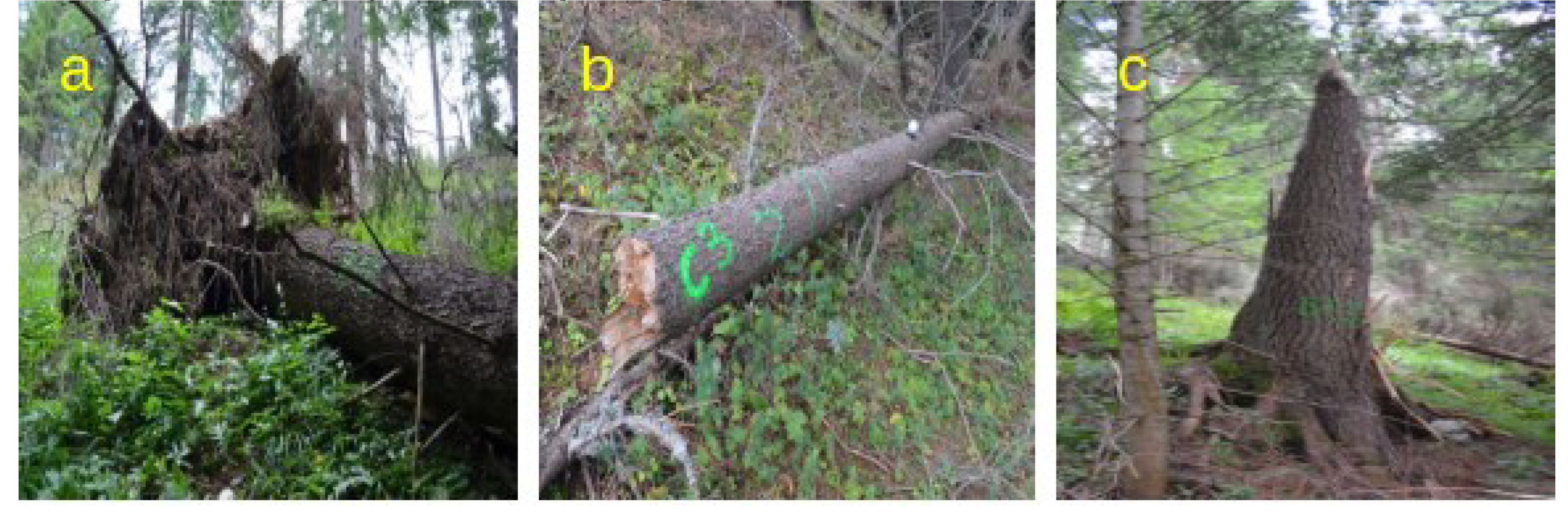 Forests 11 01290 g002