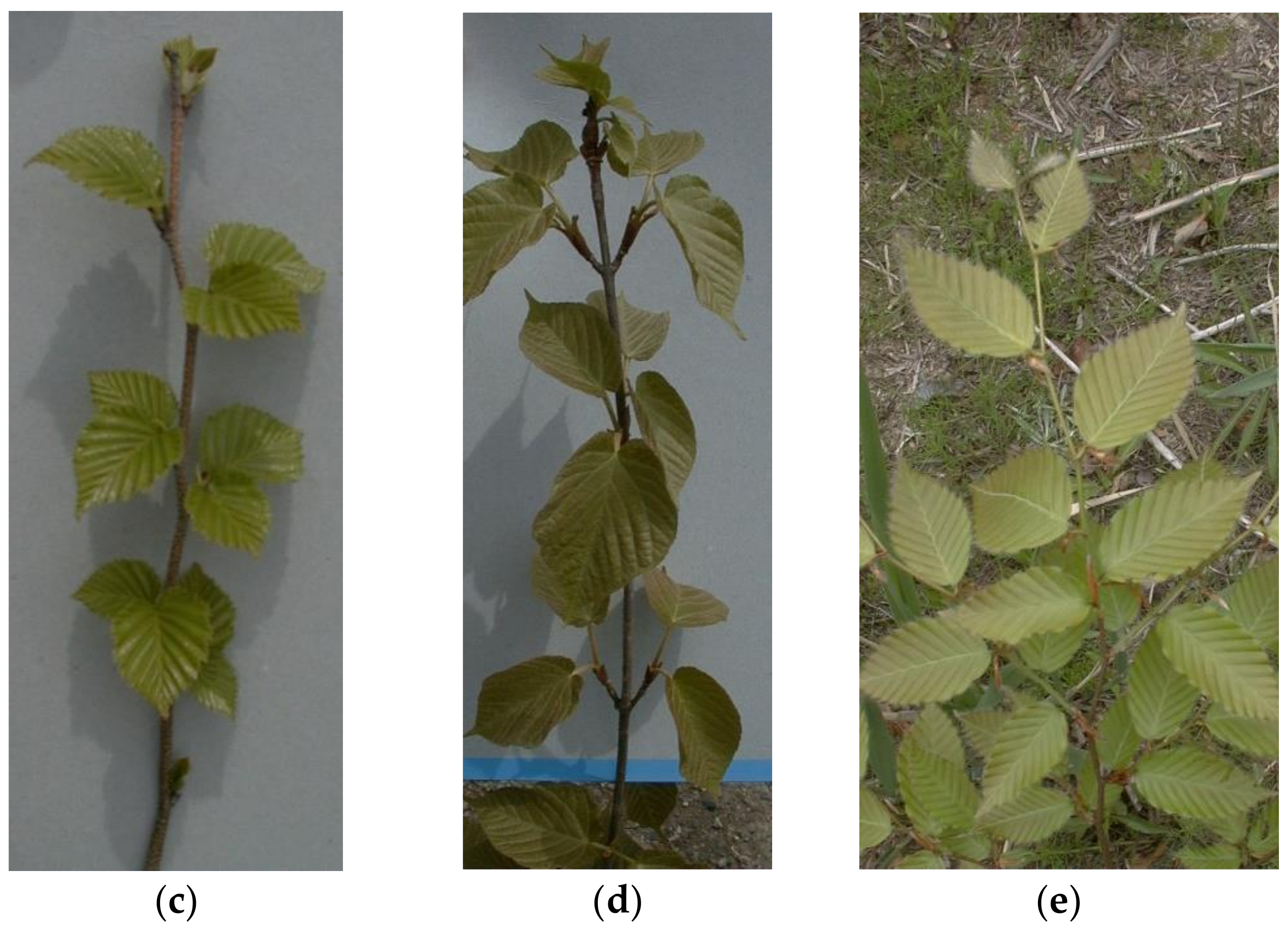 Forests 11 01301 g001b Forests 11 01301 g001b