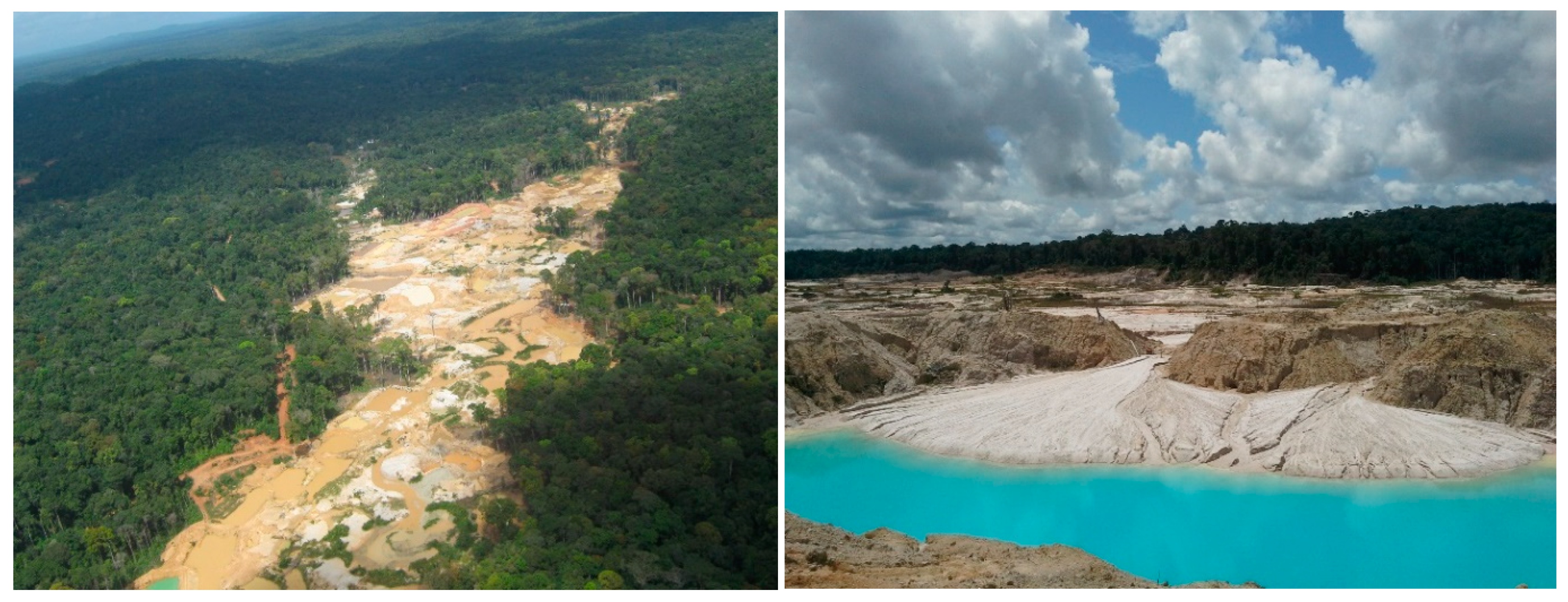 Forests 11 01307 g001 Forests 11 01307 g001