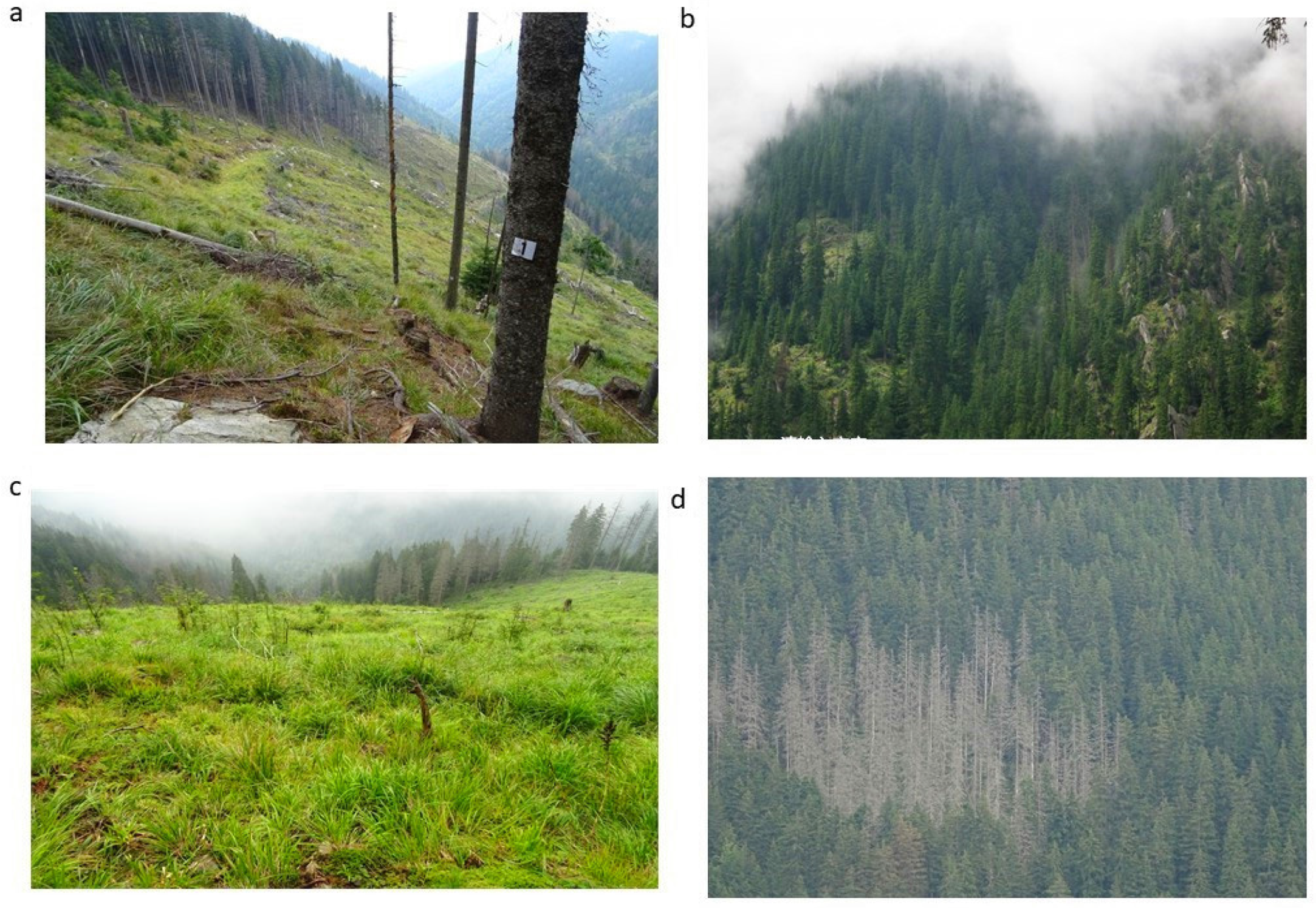 Forests 11 01315 g002 Forests 11 01315 g002