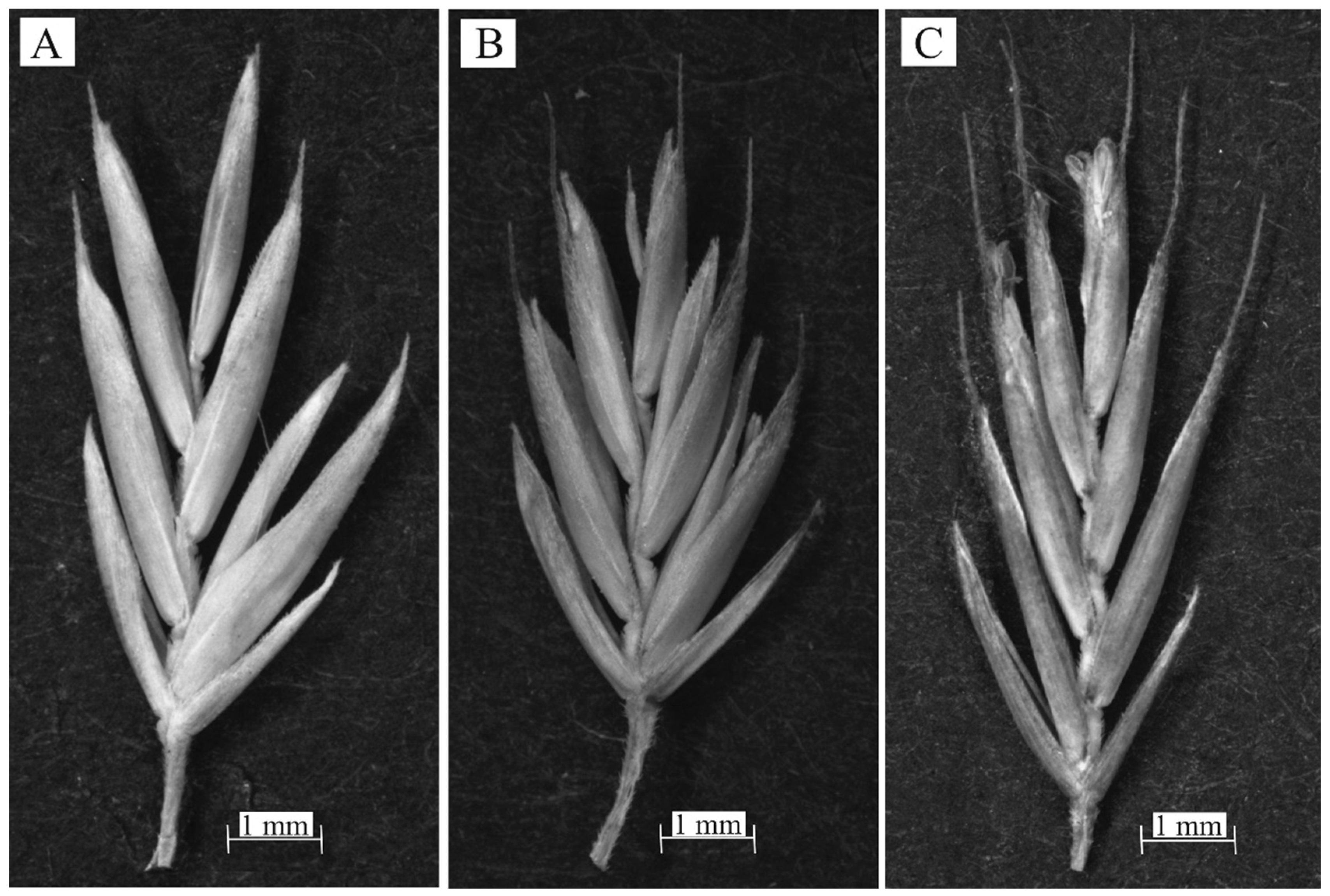 Forests 11 01325 g001 Forests 11 01325 g001