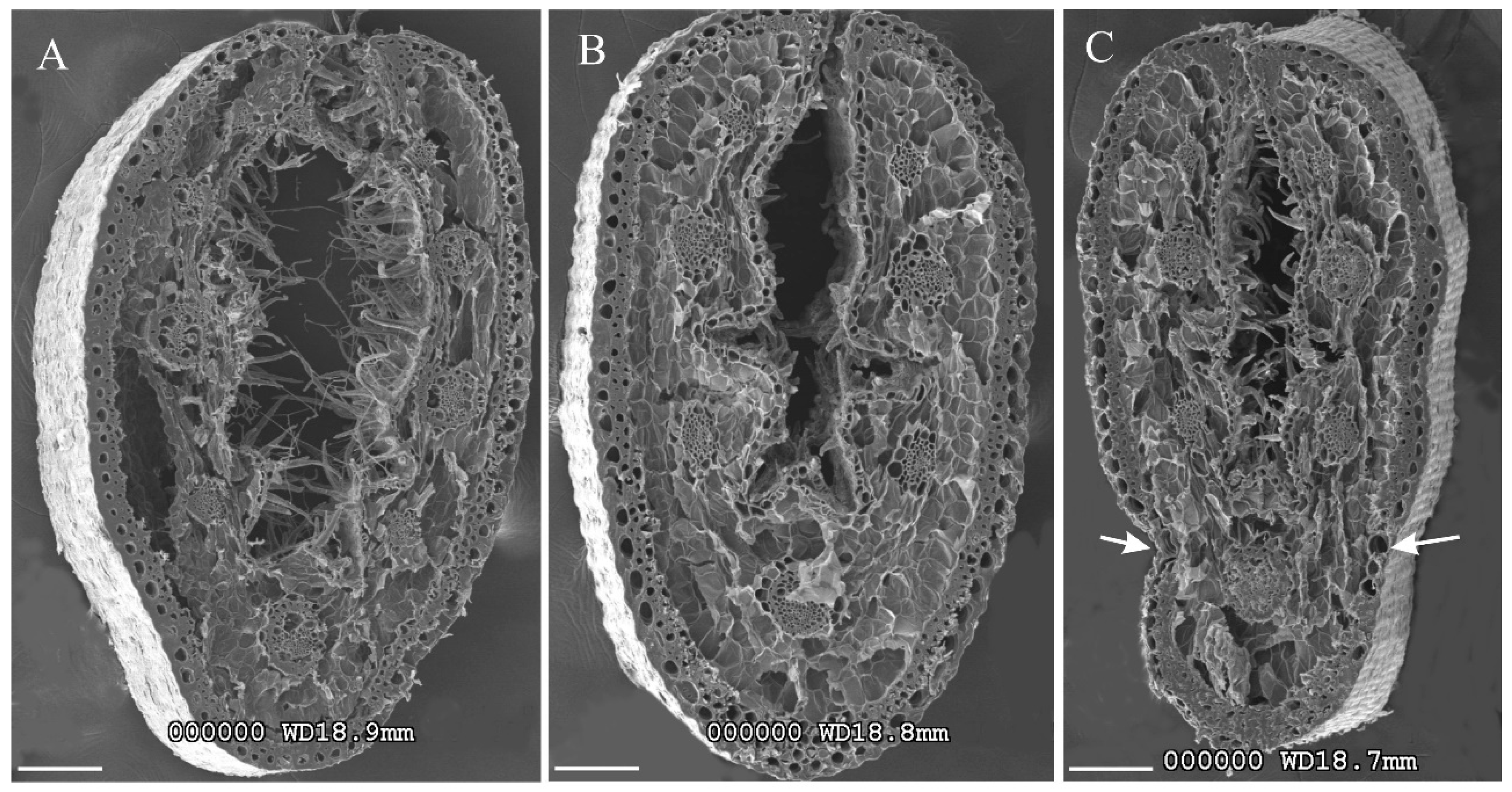 Forests 11 01325 g006 Forests 11 01325 g006