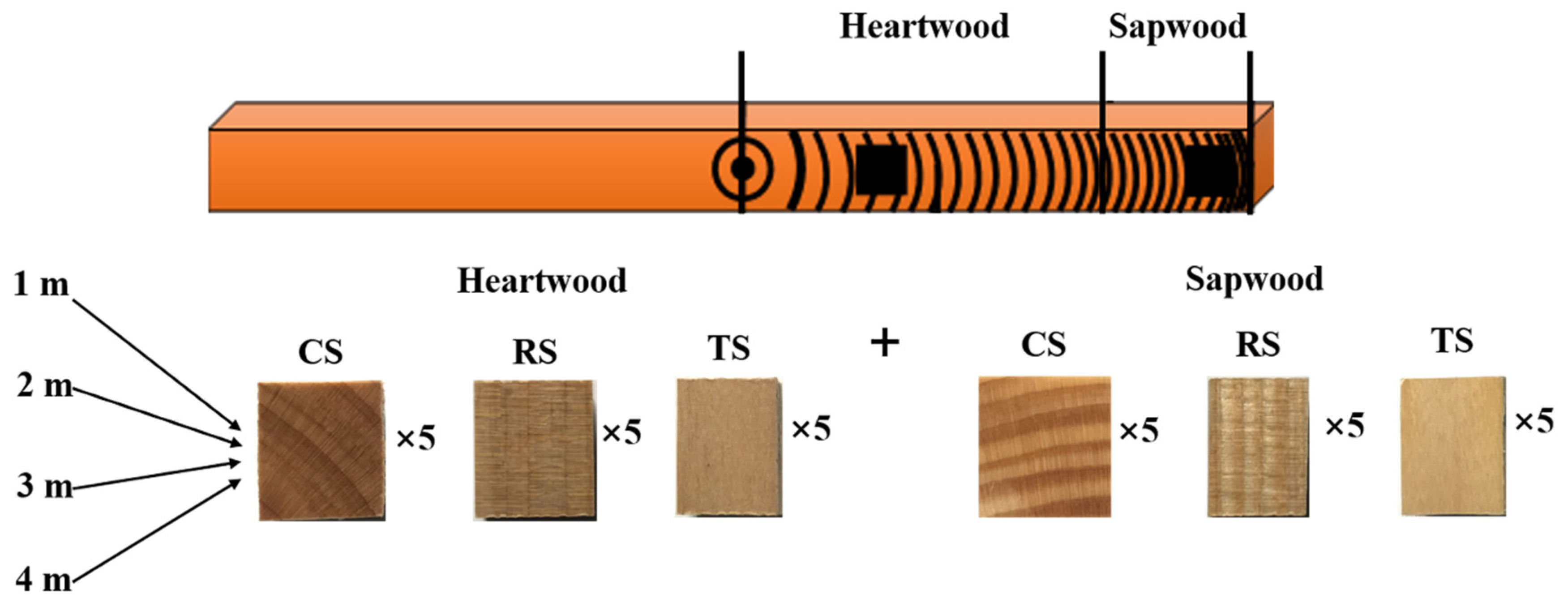 Forests 11 01326 g004 Forests 11 01326 g004