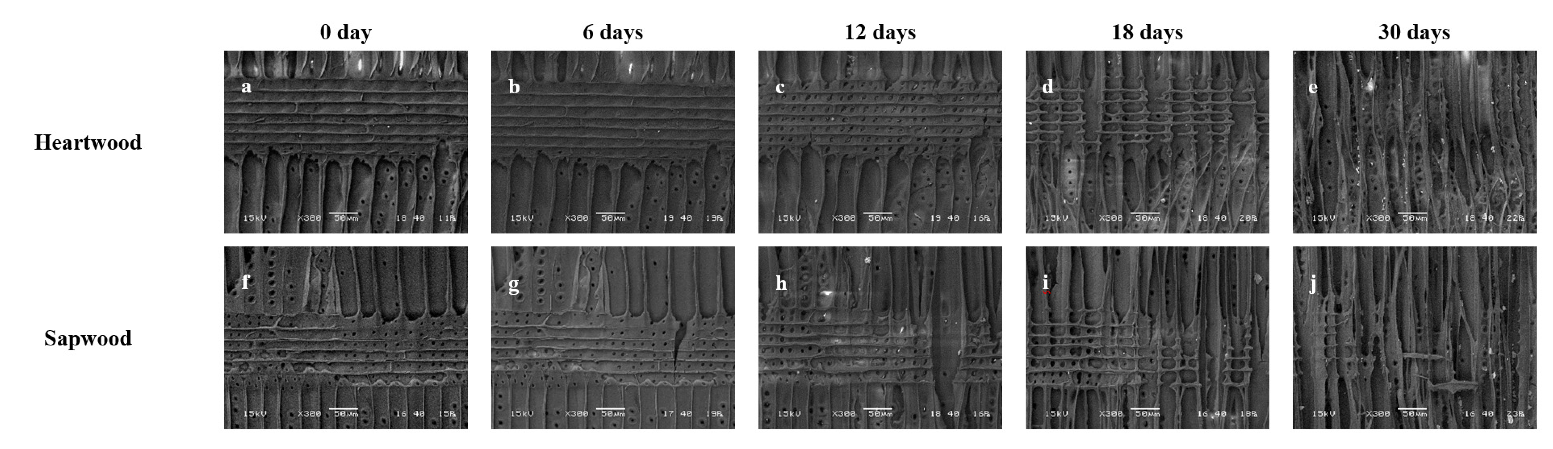 Forests 11 01326 g007 Forests 11 01326 g007