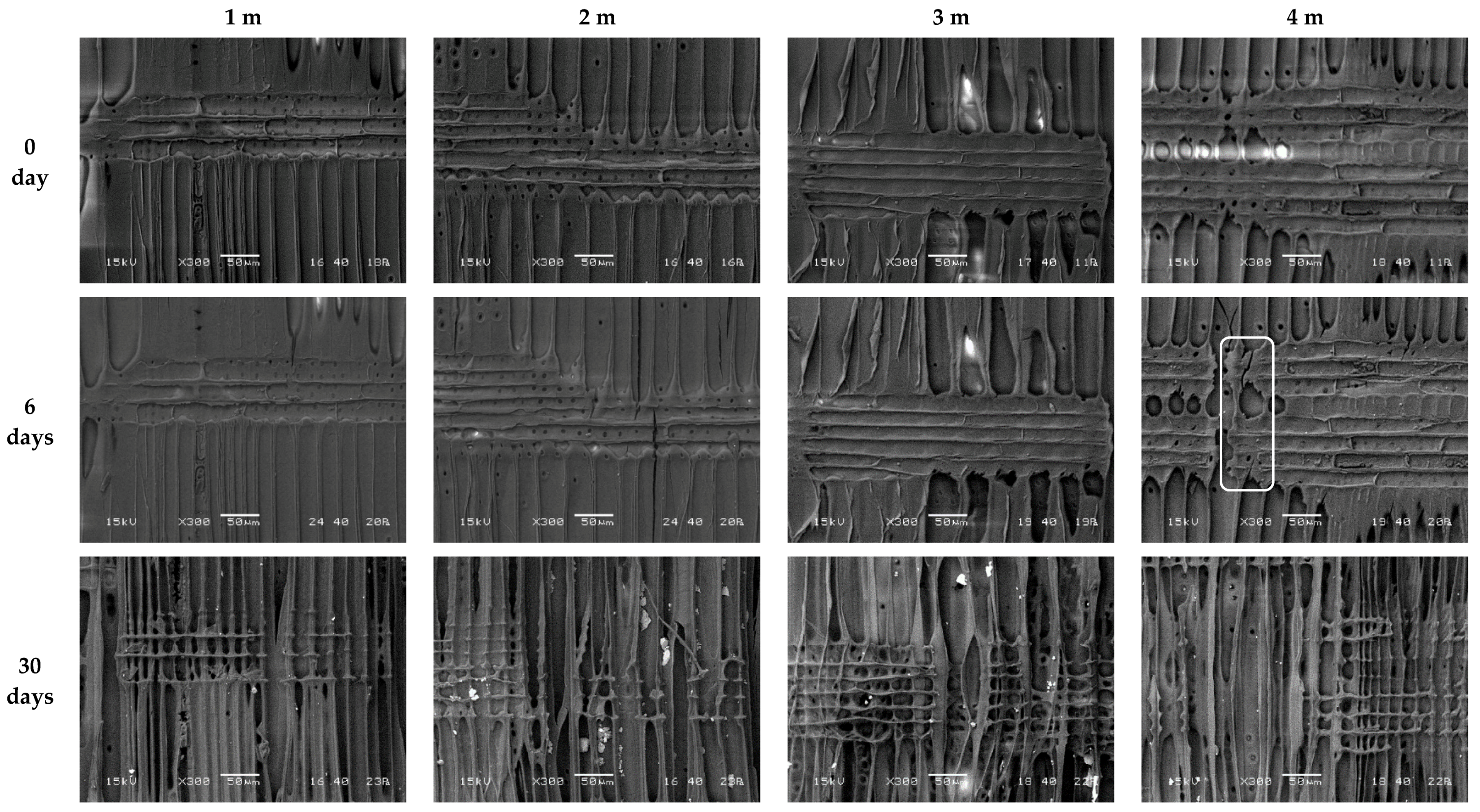 Forests 11 01326 g008 Forests 11 01326 g008
