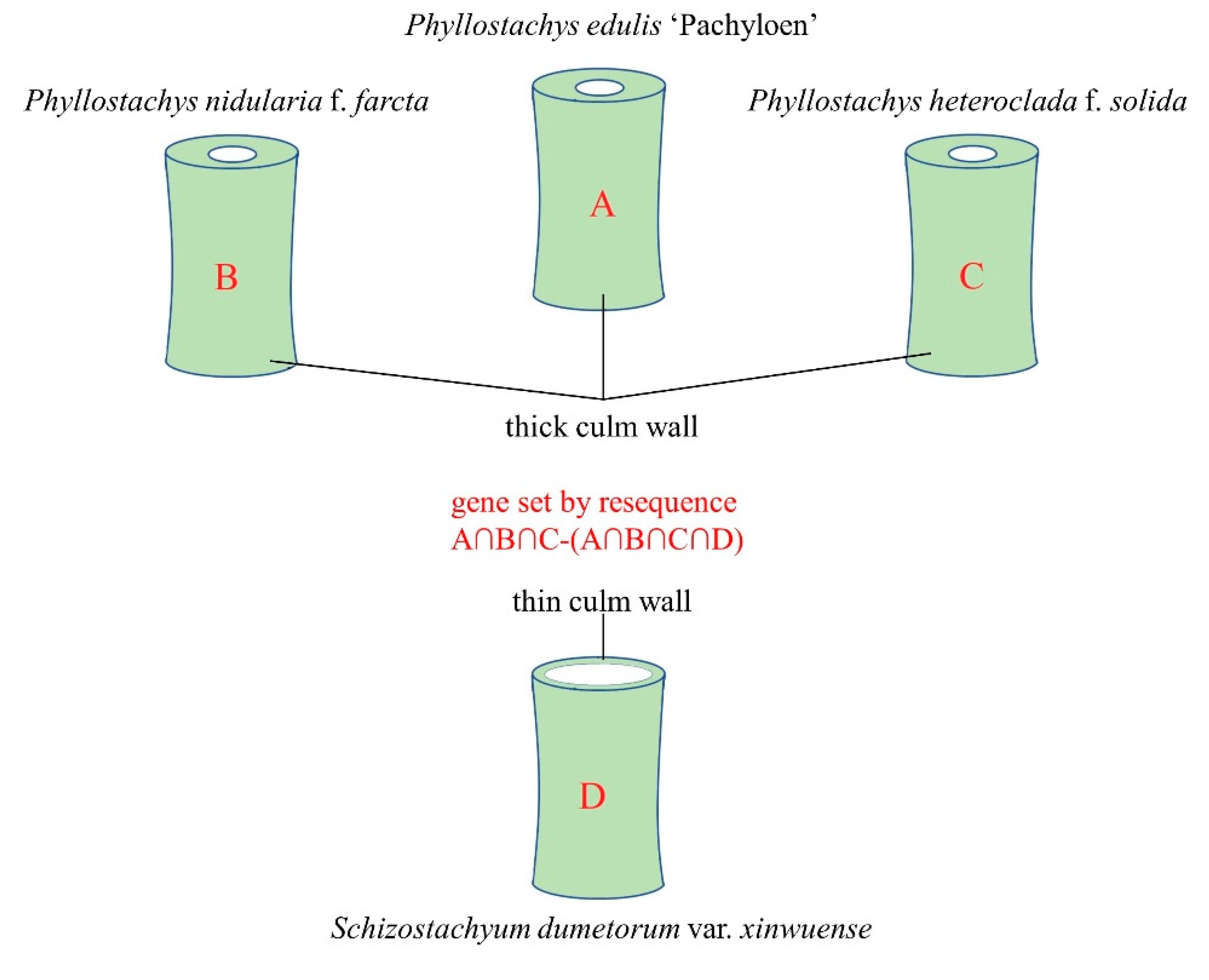 Forests 11 01331 g001 Forests 11 01331 g001