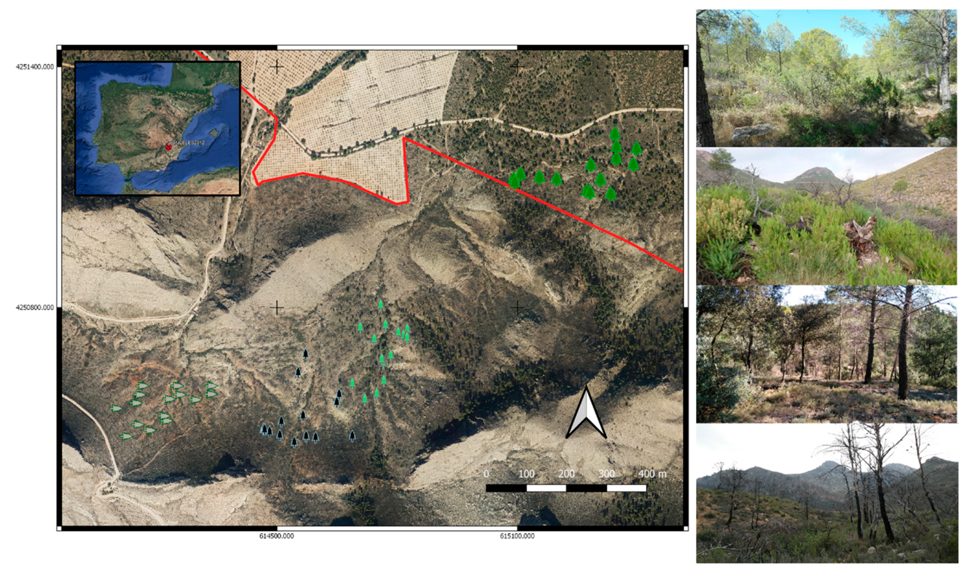 Forests 11 01345 g001 Forests 11 01345 g001