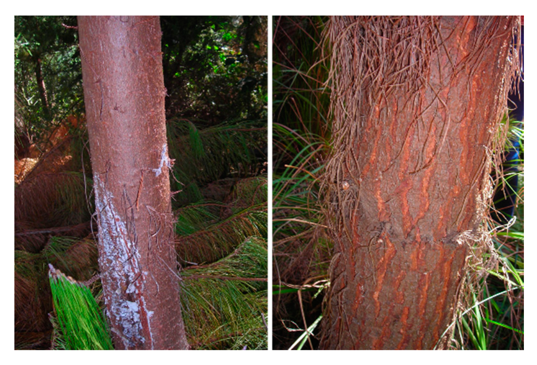 Forests 11 01356 g002 Forests 11 01356 g002