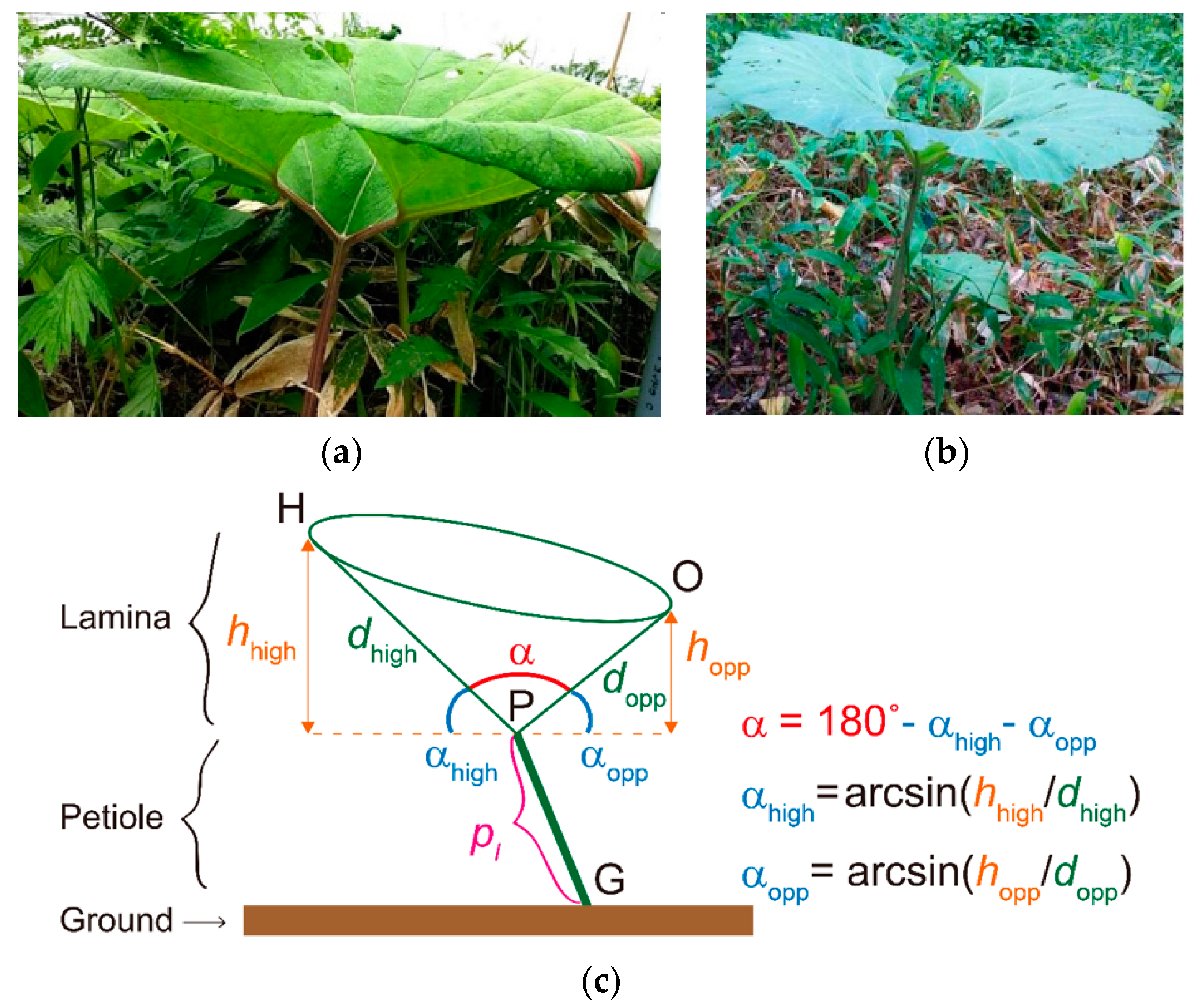 Forests 11 01365 g001 Forests 11 01365 g001