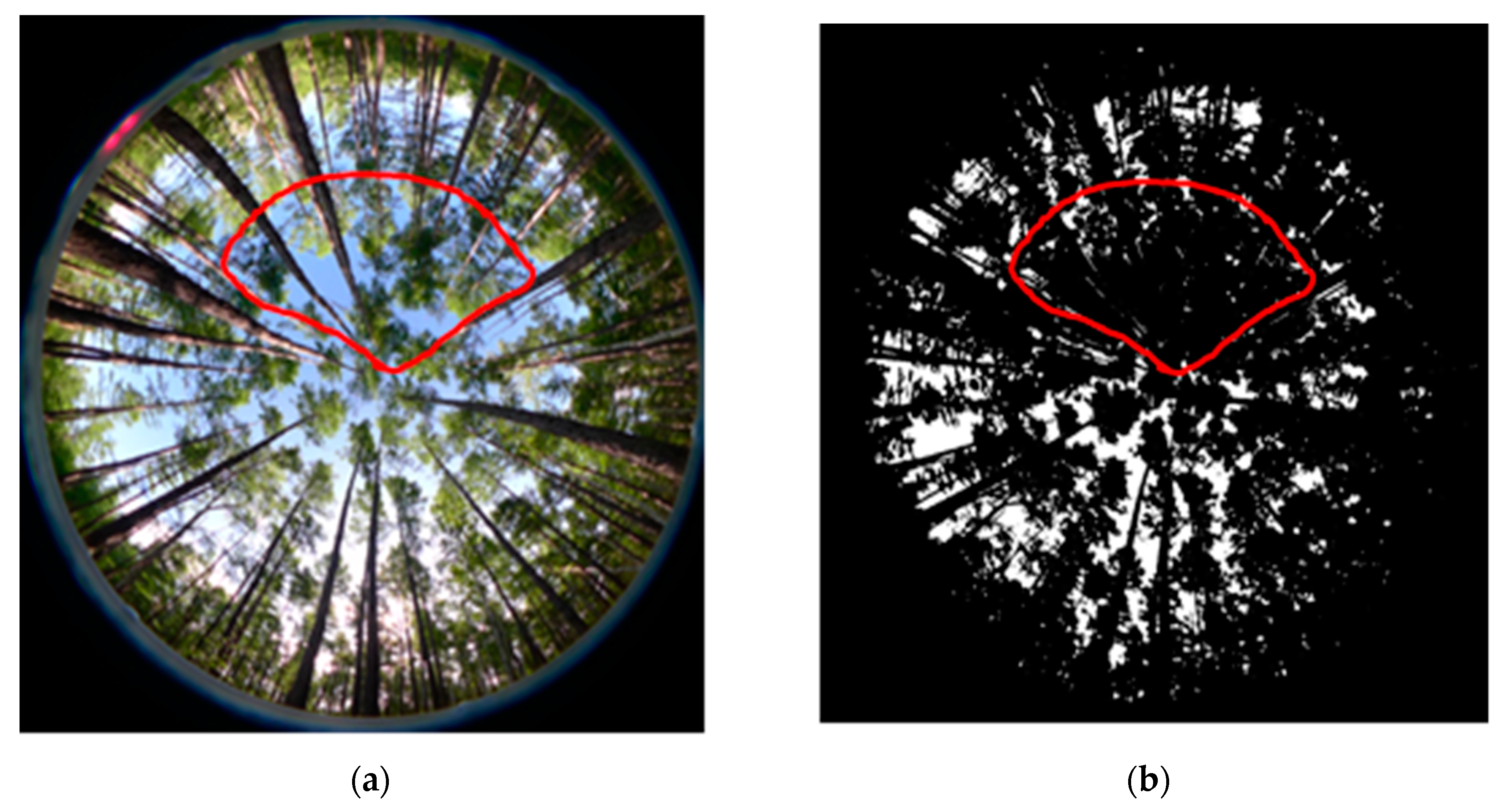 Forests 11 01366 g013