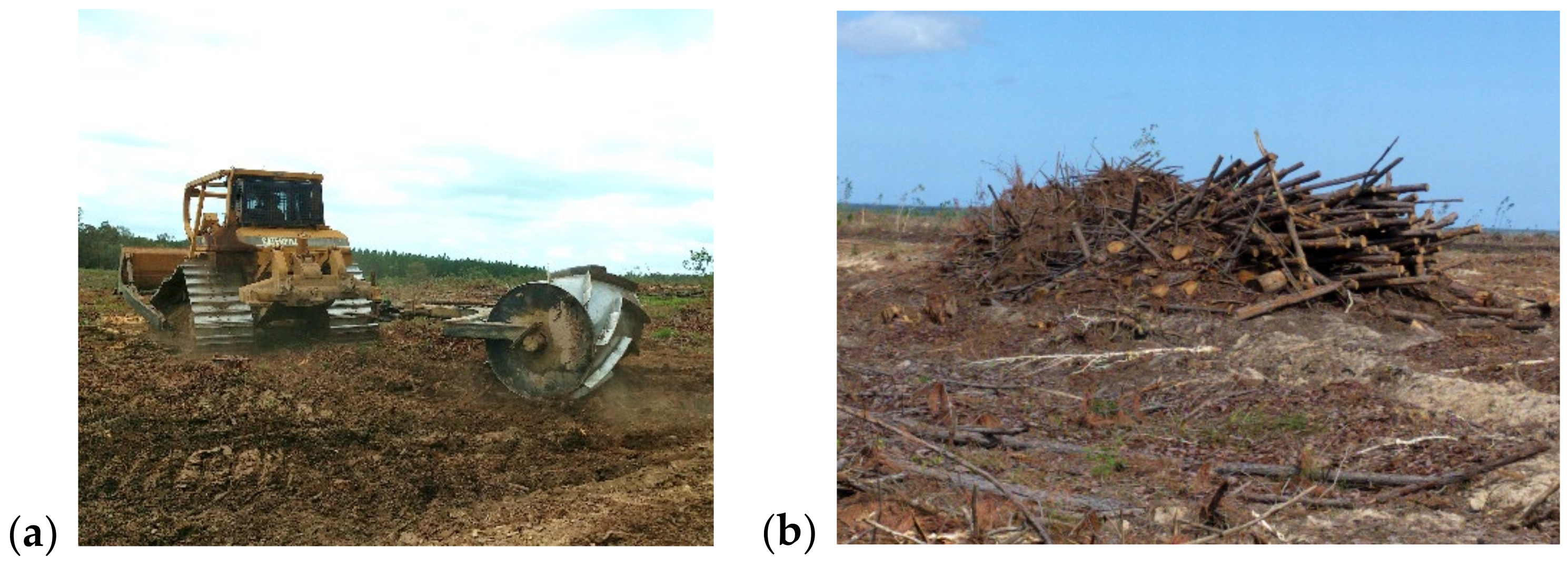 Forests 11 01370 g001