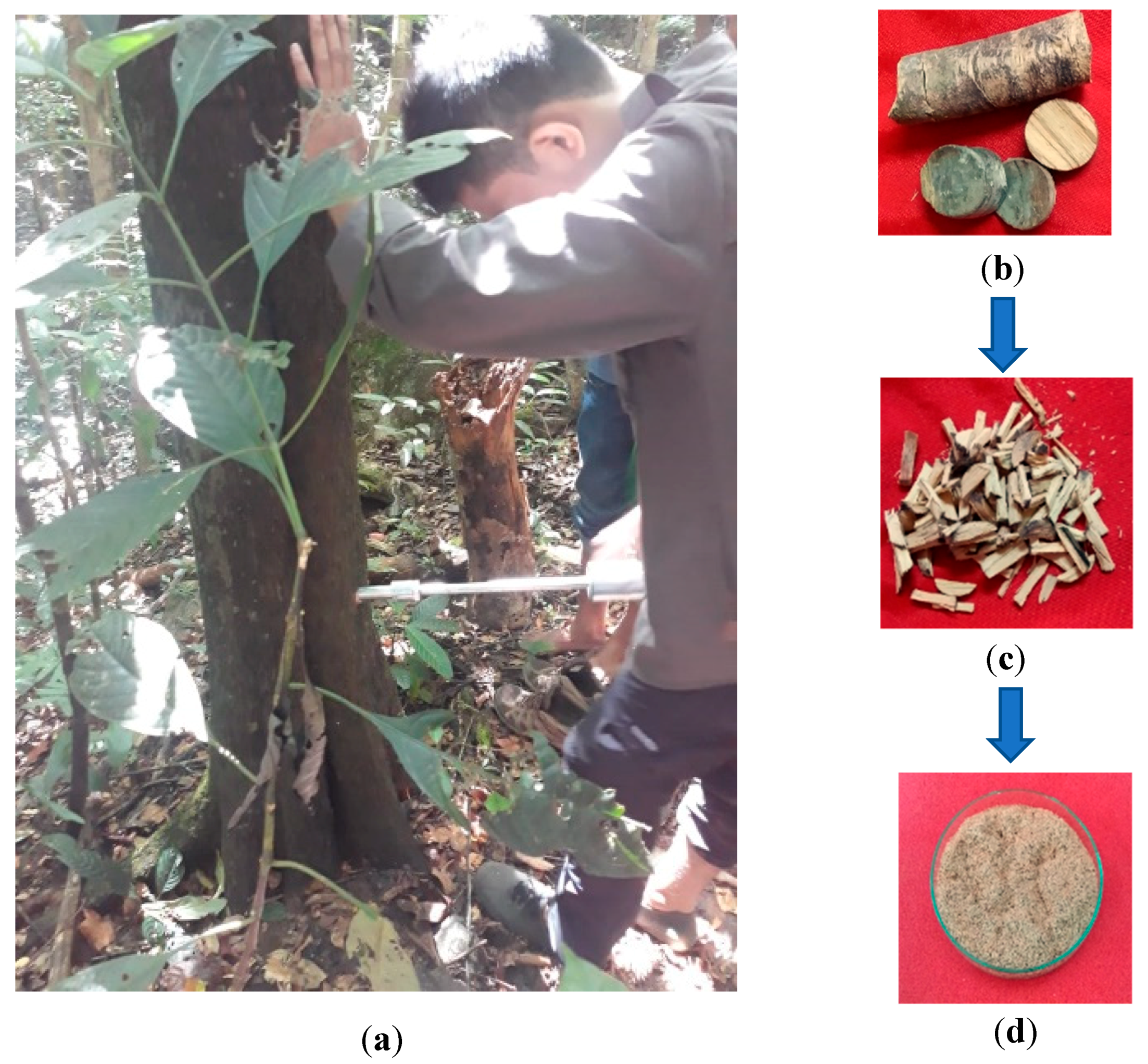 Forests 12 00006 g002