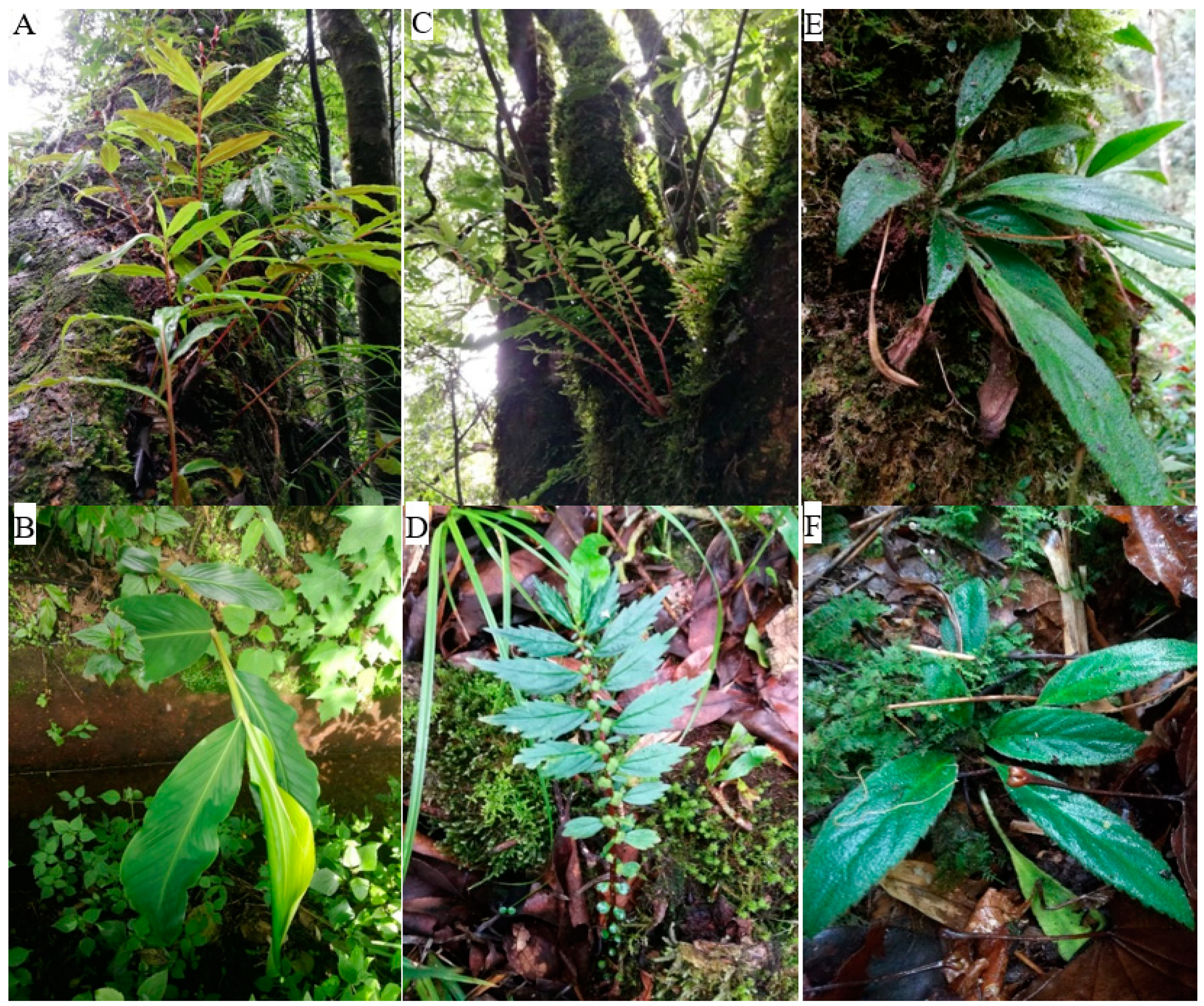 Forests 12 00016 g001 Forests 12 00016 g001