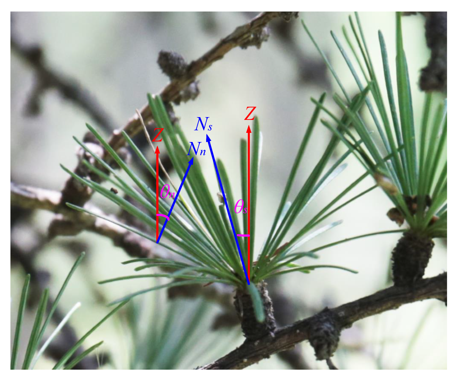 Forests 12 00030 g001 Forests 12 00030 g001