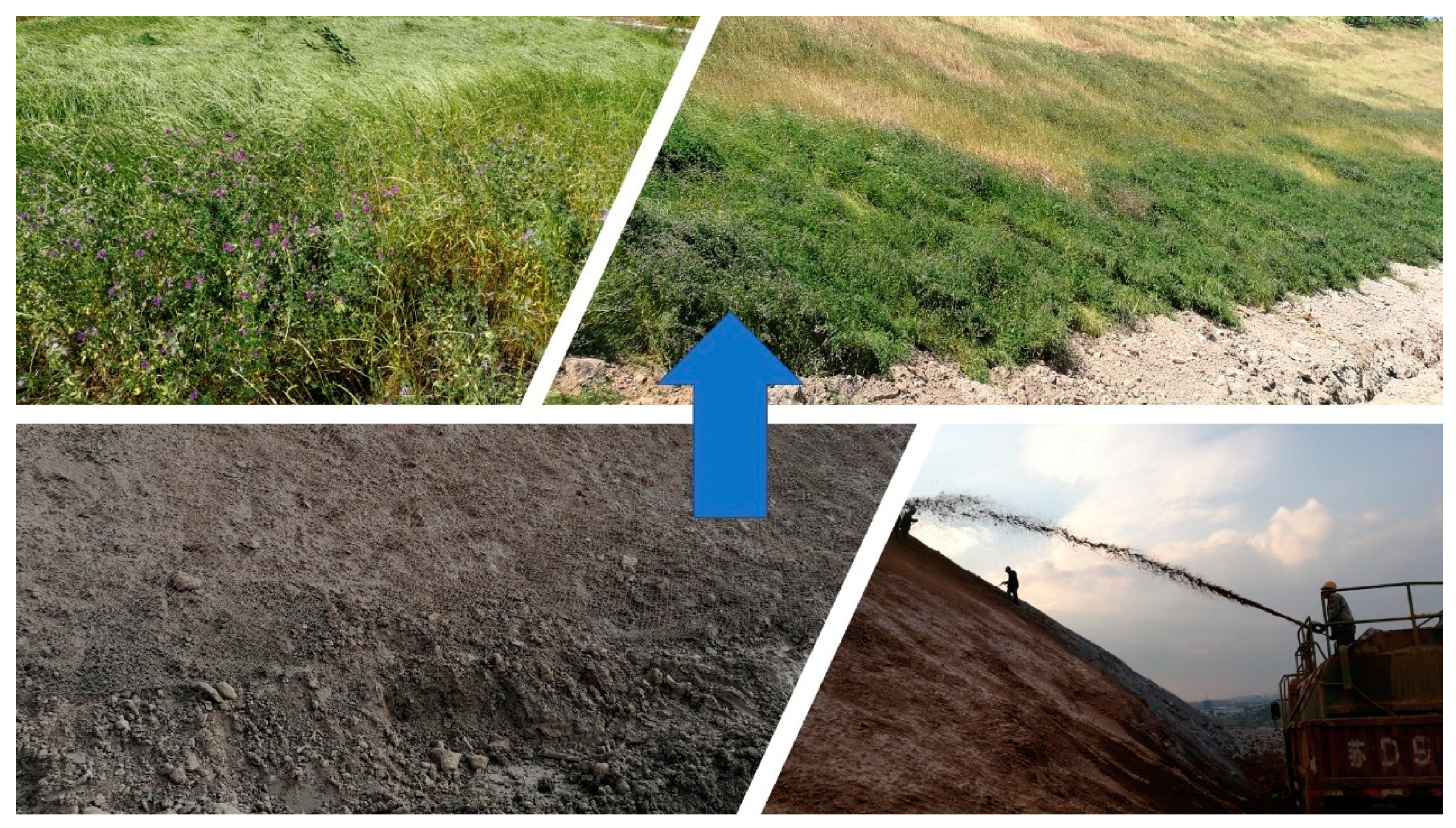 Forests | Free Full-Text | Effects of Mineral-Solubilizing Forests | Free Full-Text | Effects of Mineral-Solubilizing