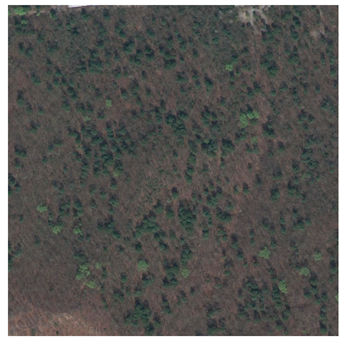 Forests 12 00066 i001