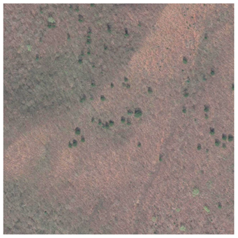 Forests 12 00066 i004