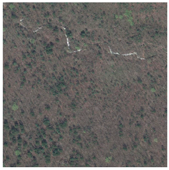 Forests 12 00066 i006