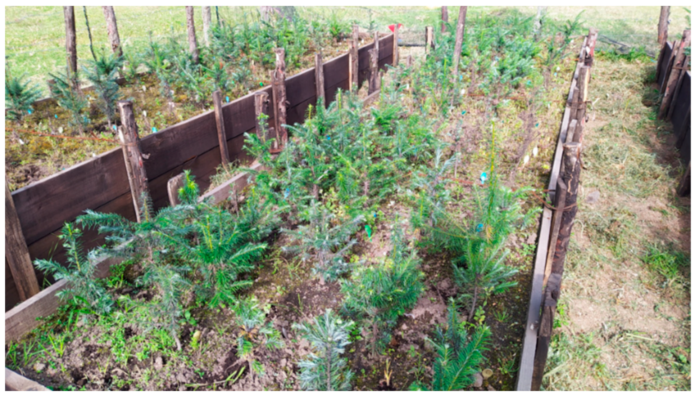 Forests 12 00069 g001 Forests 12 00069 g001