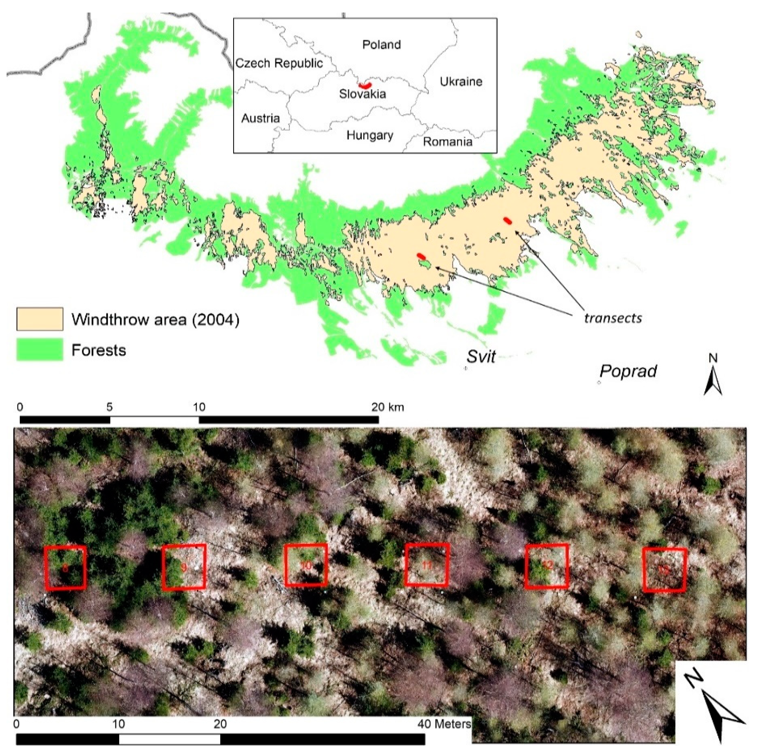 Forests 12 00097 g001