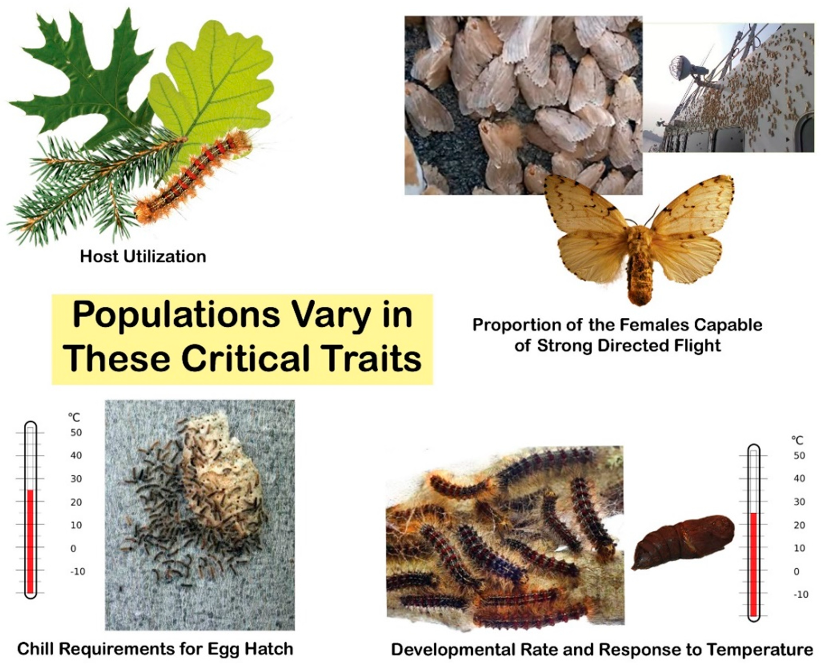 Forests | Free Full-Text | Potential Differences and Methods of Determining  Gypsy Moth Female Flight Capabilities: Implications for the Establishment  and Spread in Novel Habitats
