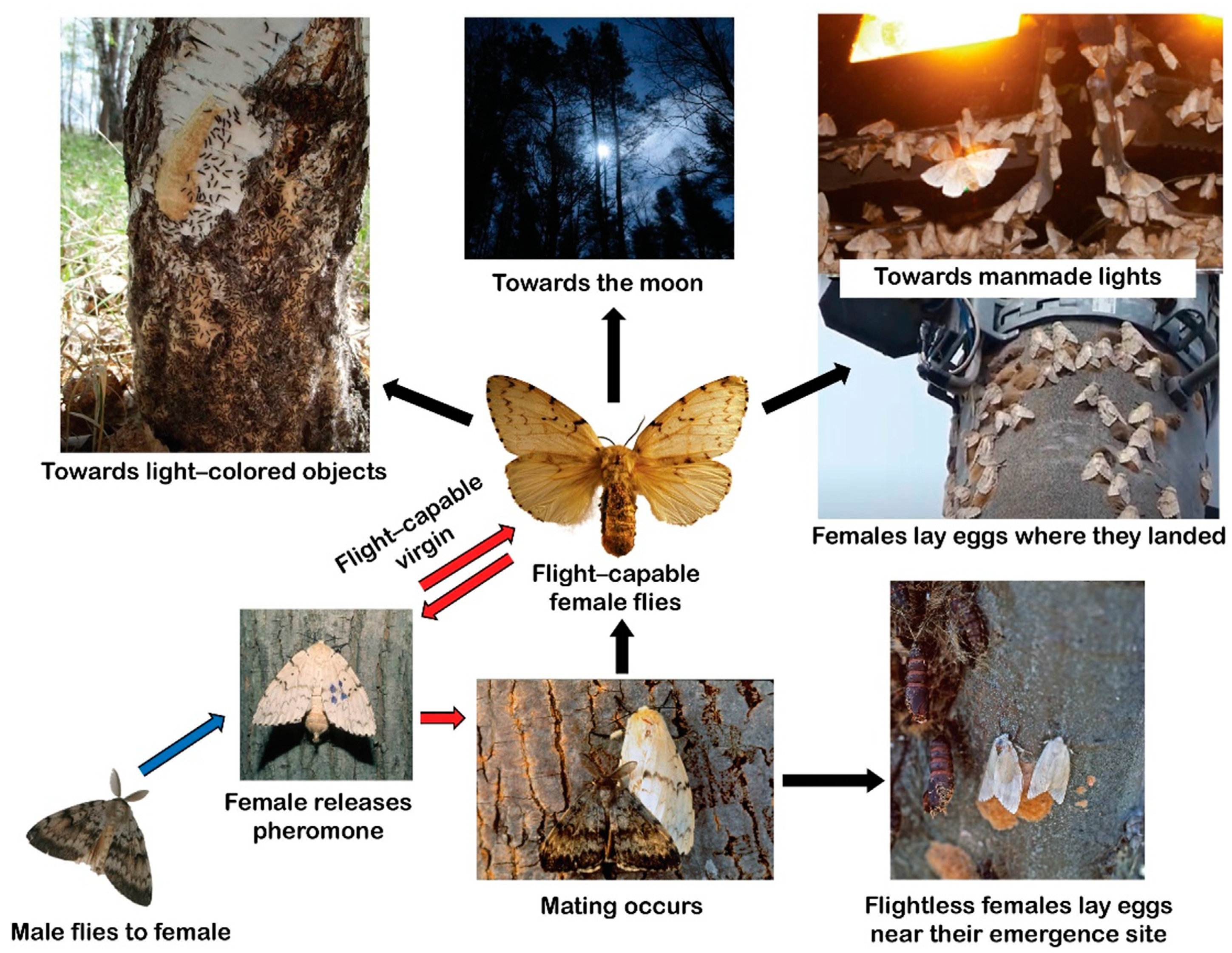 Forests 12 00103 g002
