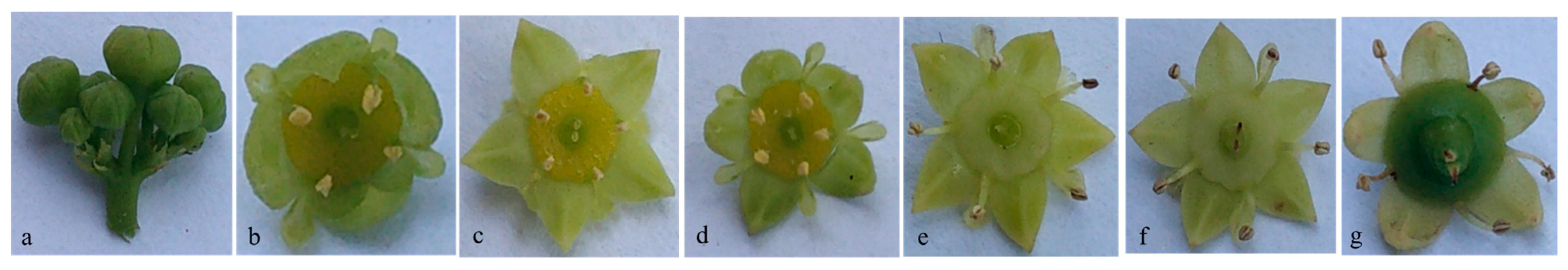 Forests 12 00112 g001 Forests 12 00112 g001