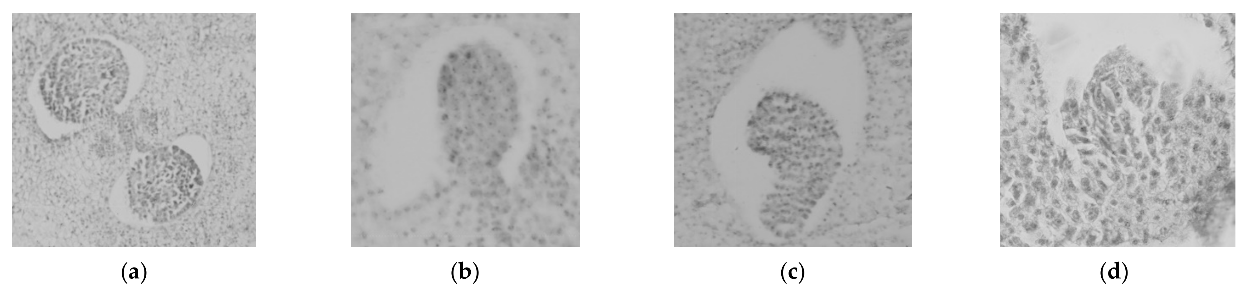 Forests 12 00112 g003a Forests 12 00112 g003a