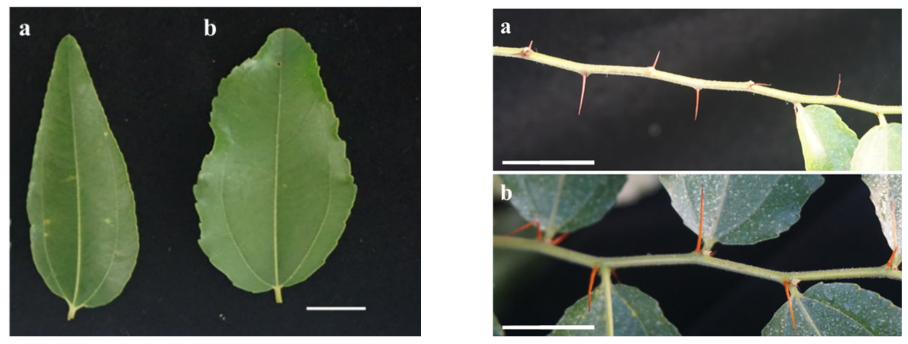 Forests 12 00112 g009 Forests 12 00112 g009