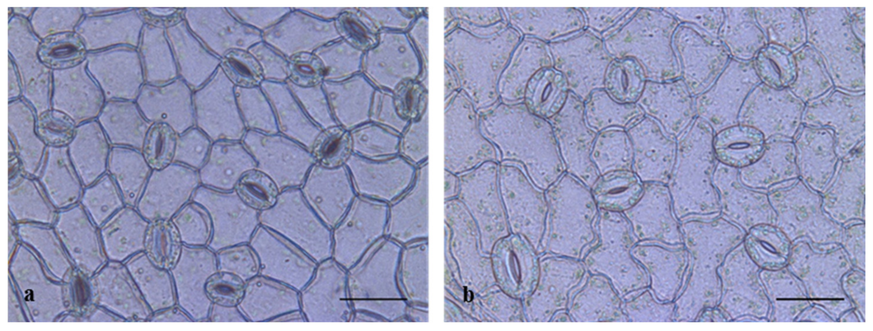 Forests 12 00112 g010 Forests 12 00112 g010