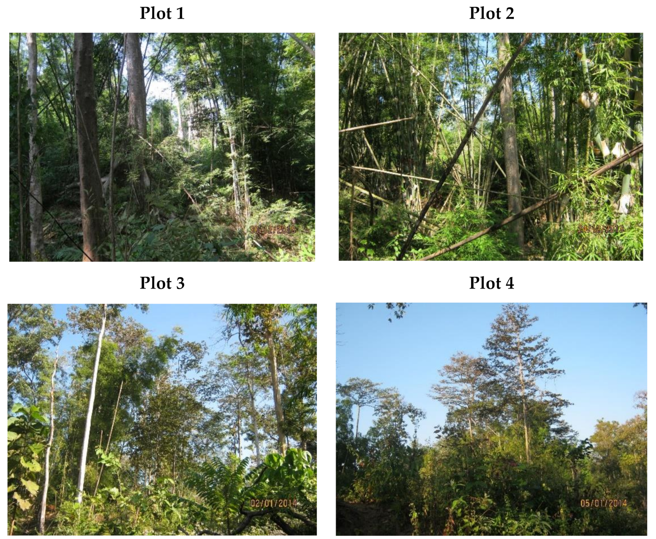 Forests 12 00115 g004 Forests 12 00115 g004