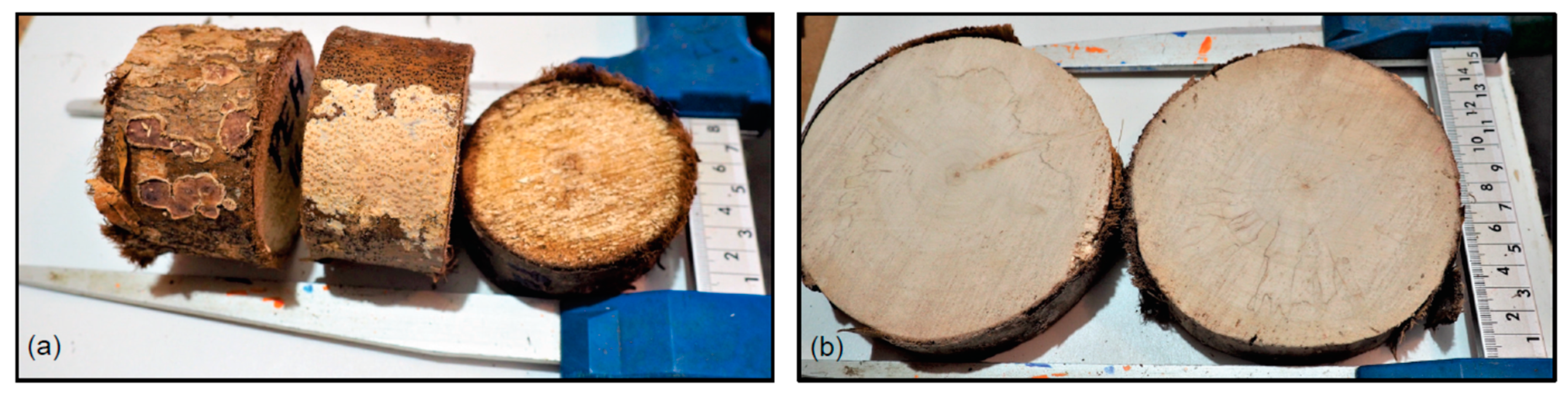 Forests 12 00122 g008 Forests 12 00122 g008
