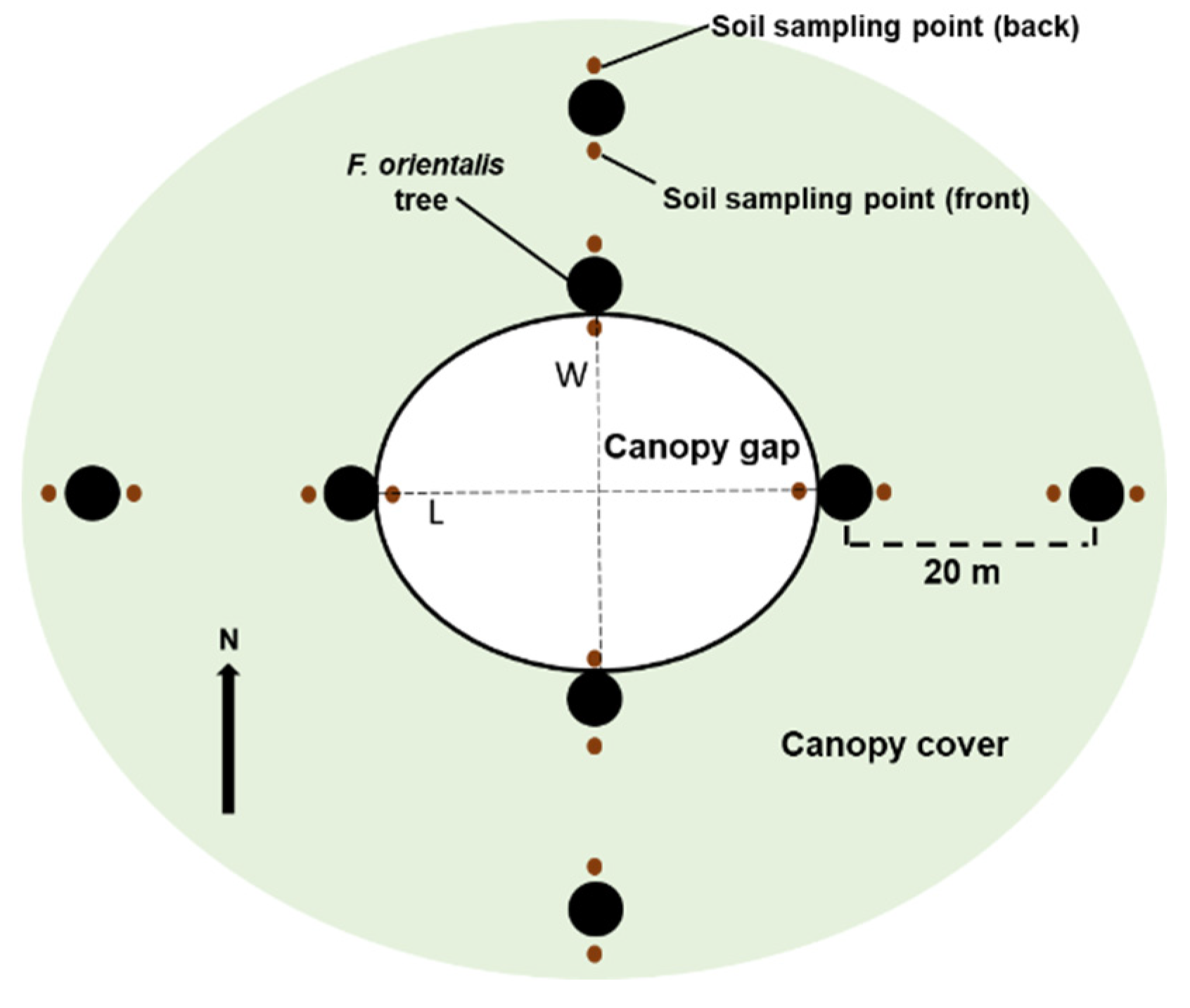 Forests 12 00137 g001 Forests 12 00137 g001