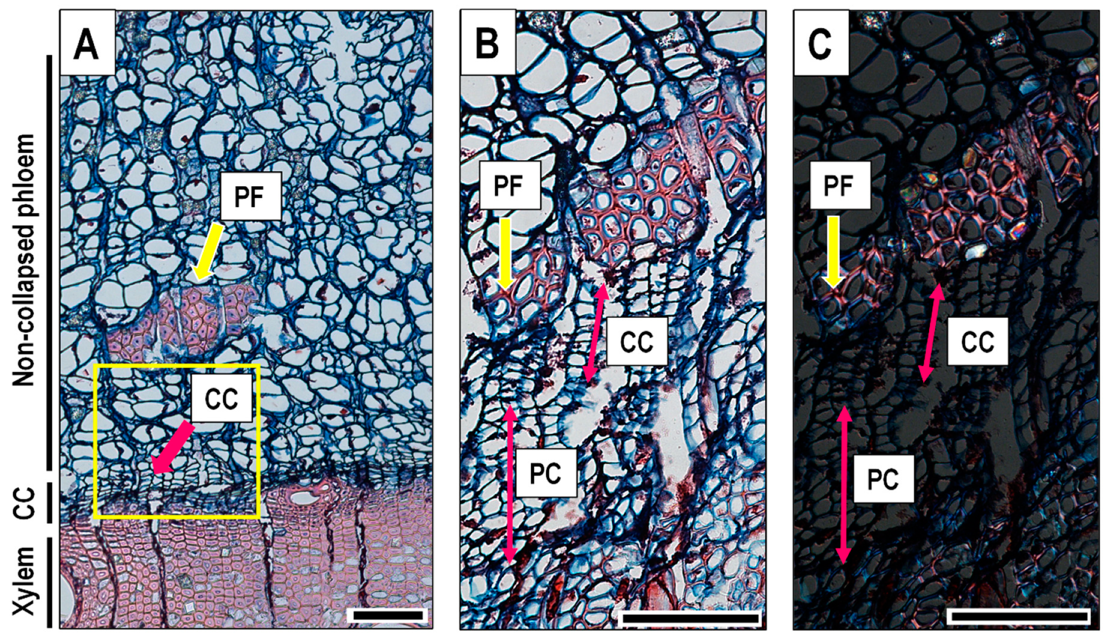 Forests 12 00188 g002 Forests 12 00188 g002