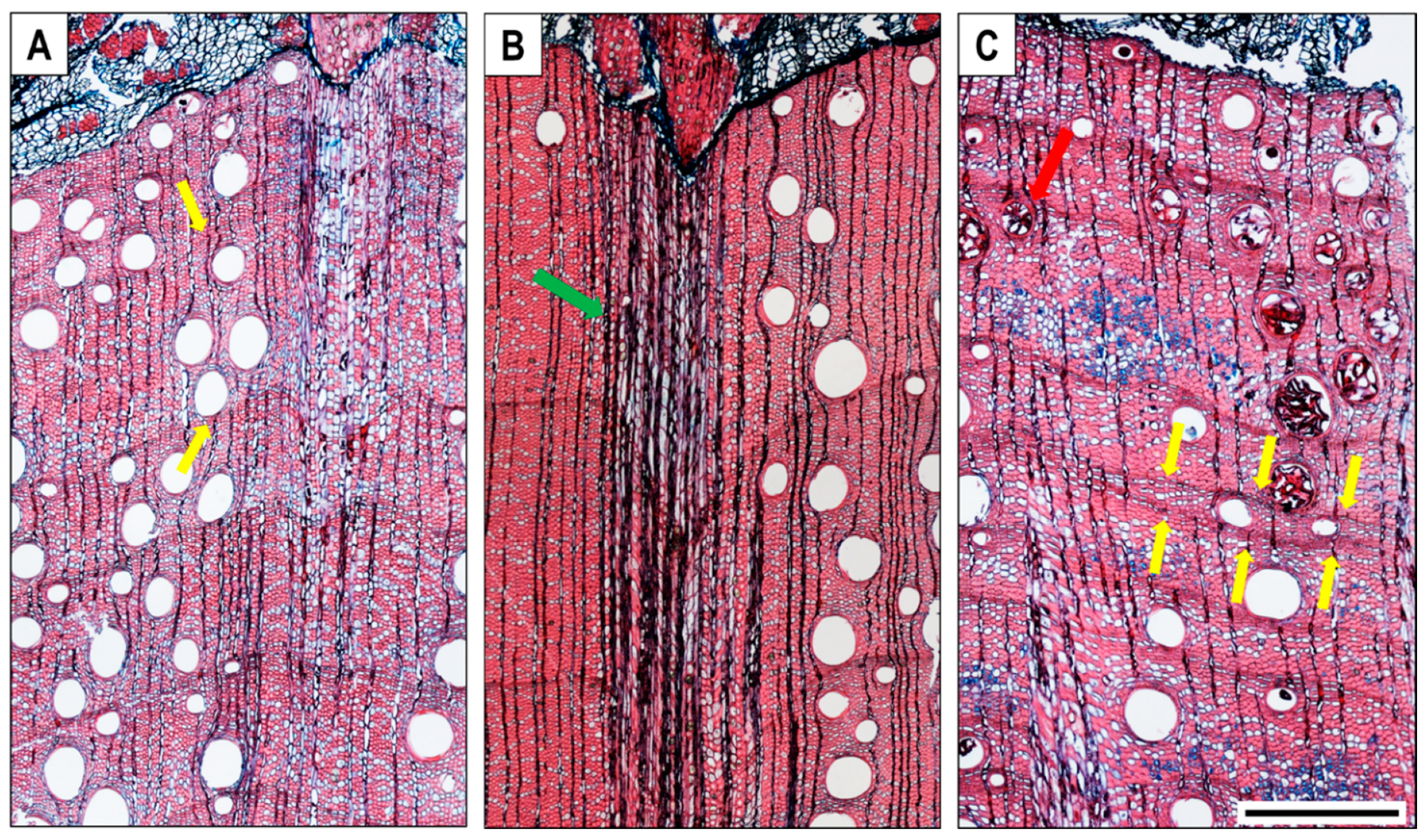 Forests 12 00188 g003 Forests 12 00188 g003