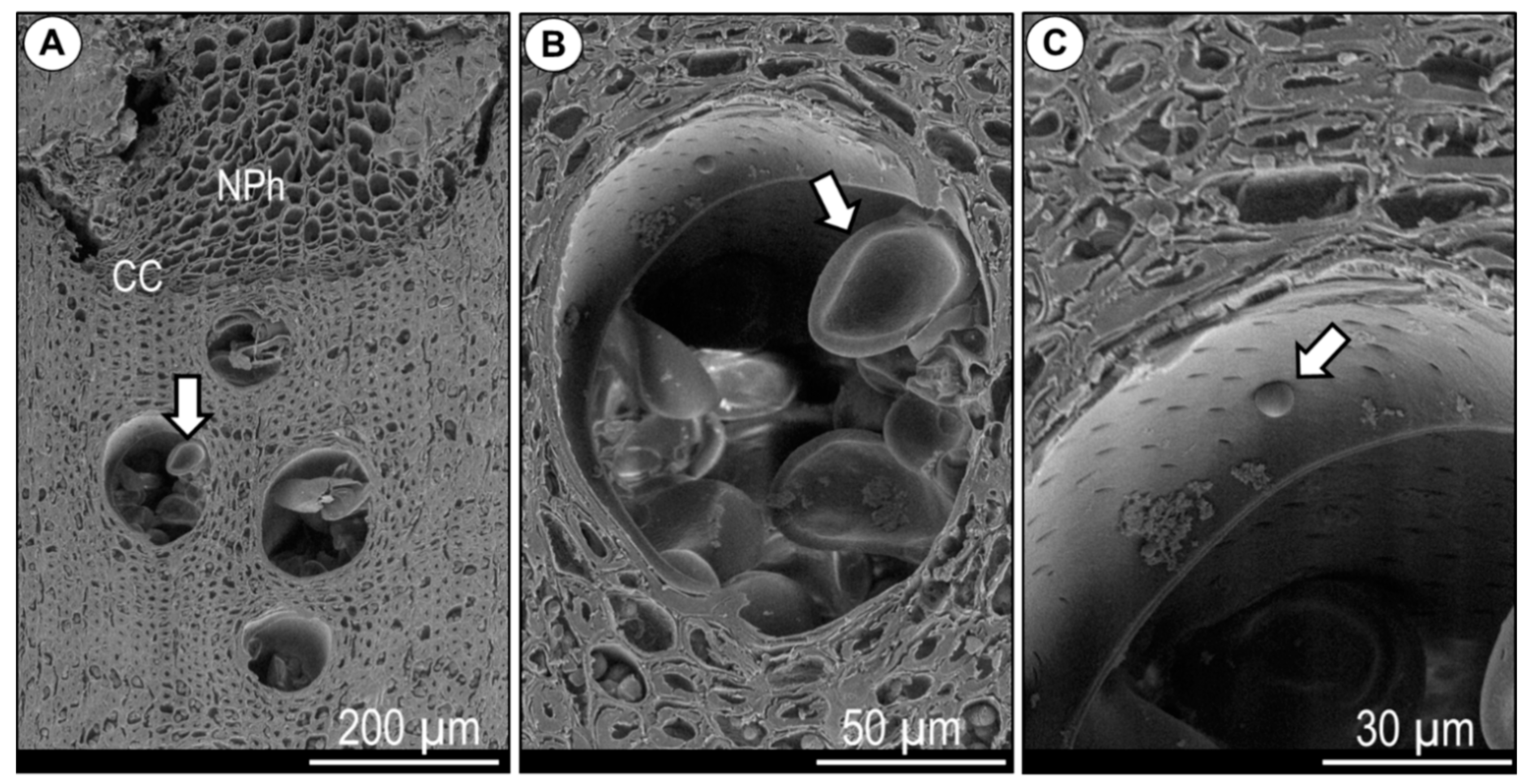 Forests 12 00188 g004 Forests 12 00188 g004
