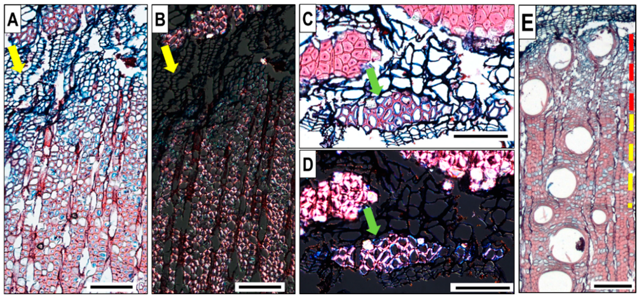 Forests 12 00188 g006 Forests 12 00188 g006