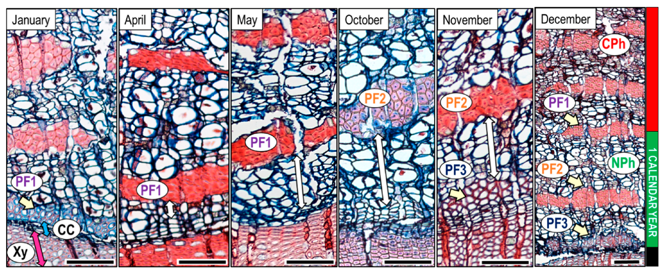 Forests 12 00188 g007 Forests 12 00188 g007