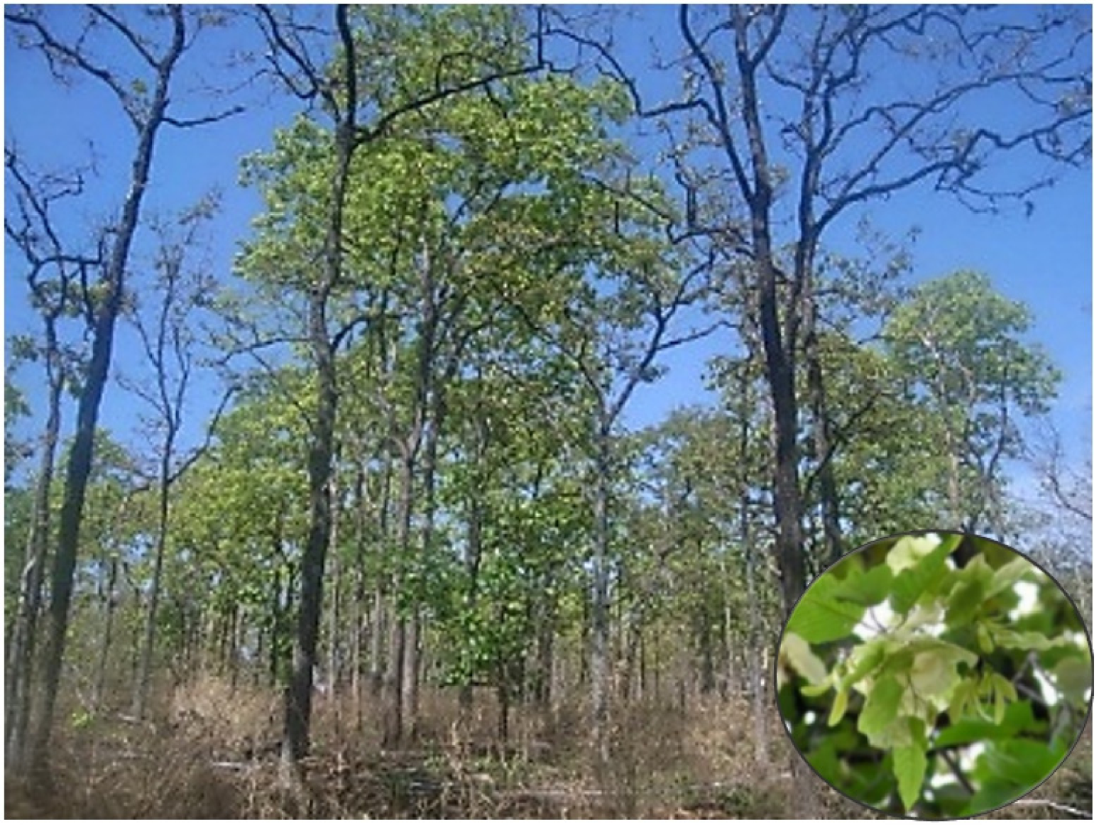 Forests 12 00235 g0a2