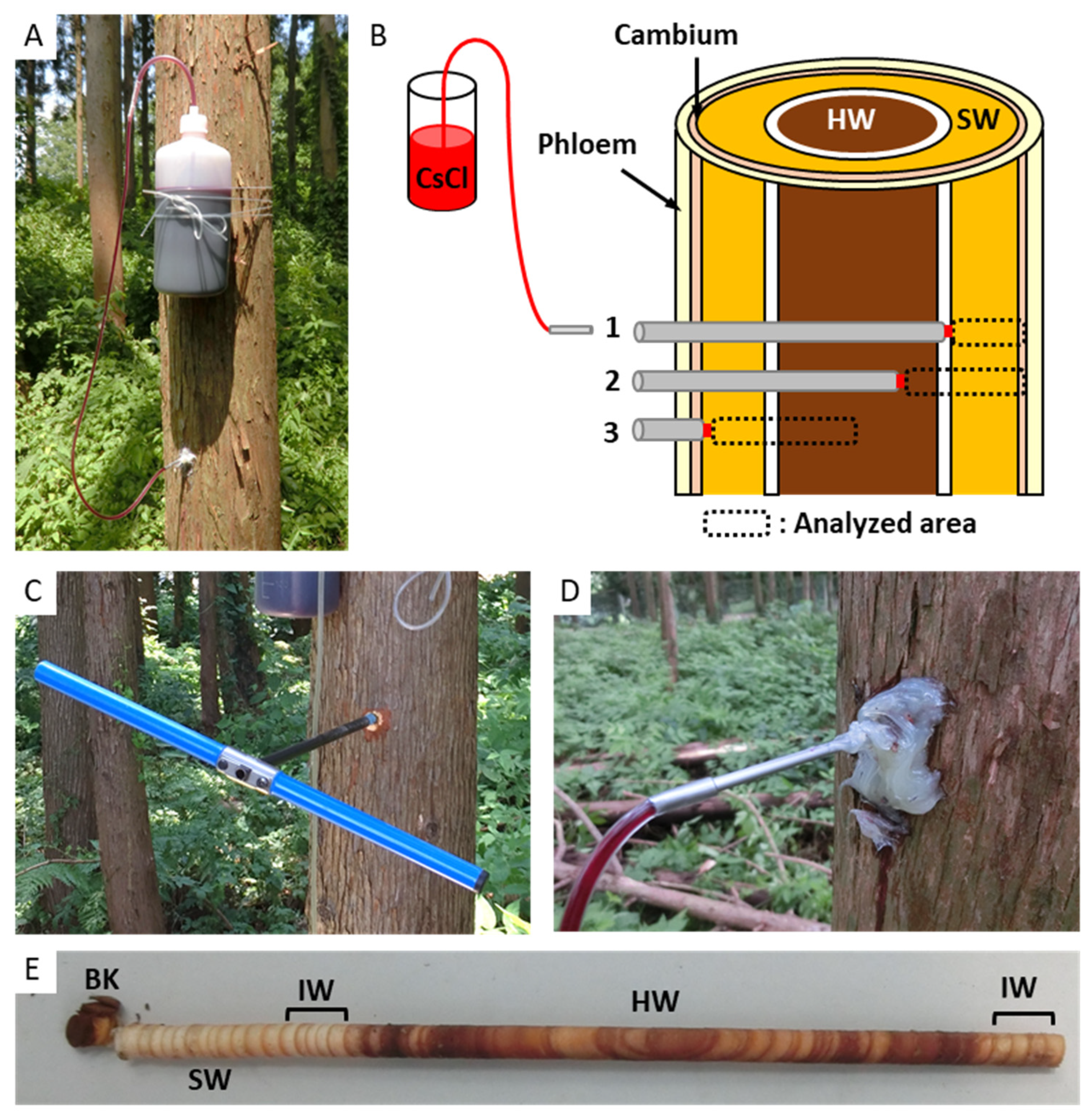 Forests 12 00251 g001 Forests 12 00251 g001